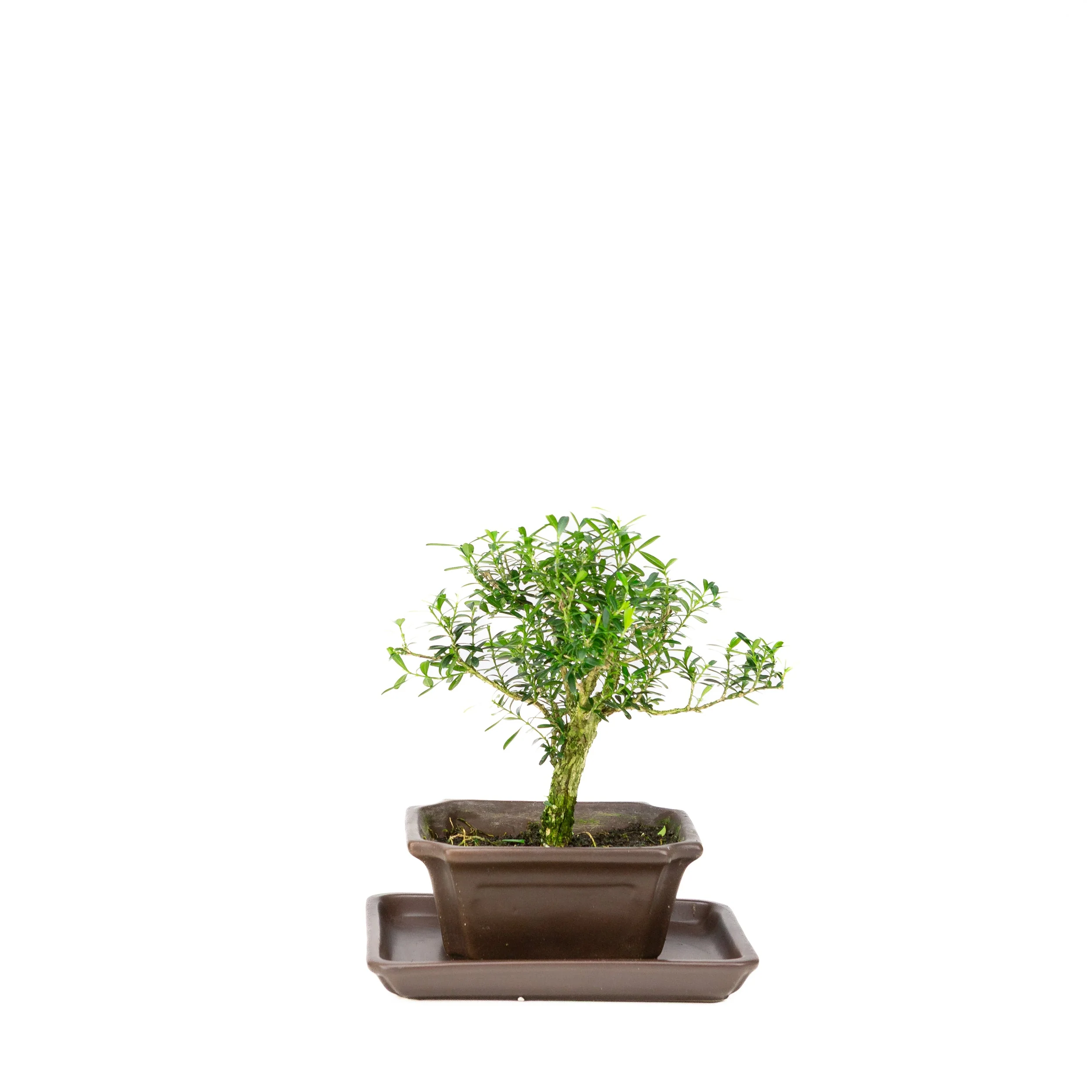 Buxus harlandii Bonsai in blauwe pot 13cm, hoogte ~21cm - Image 3