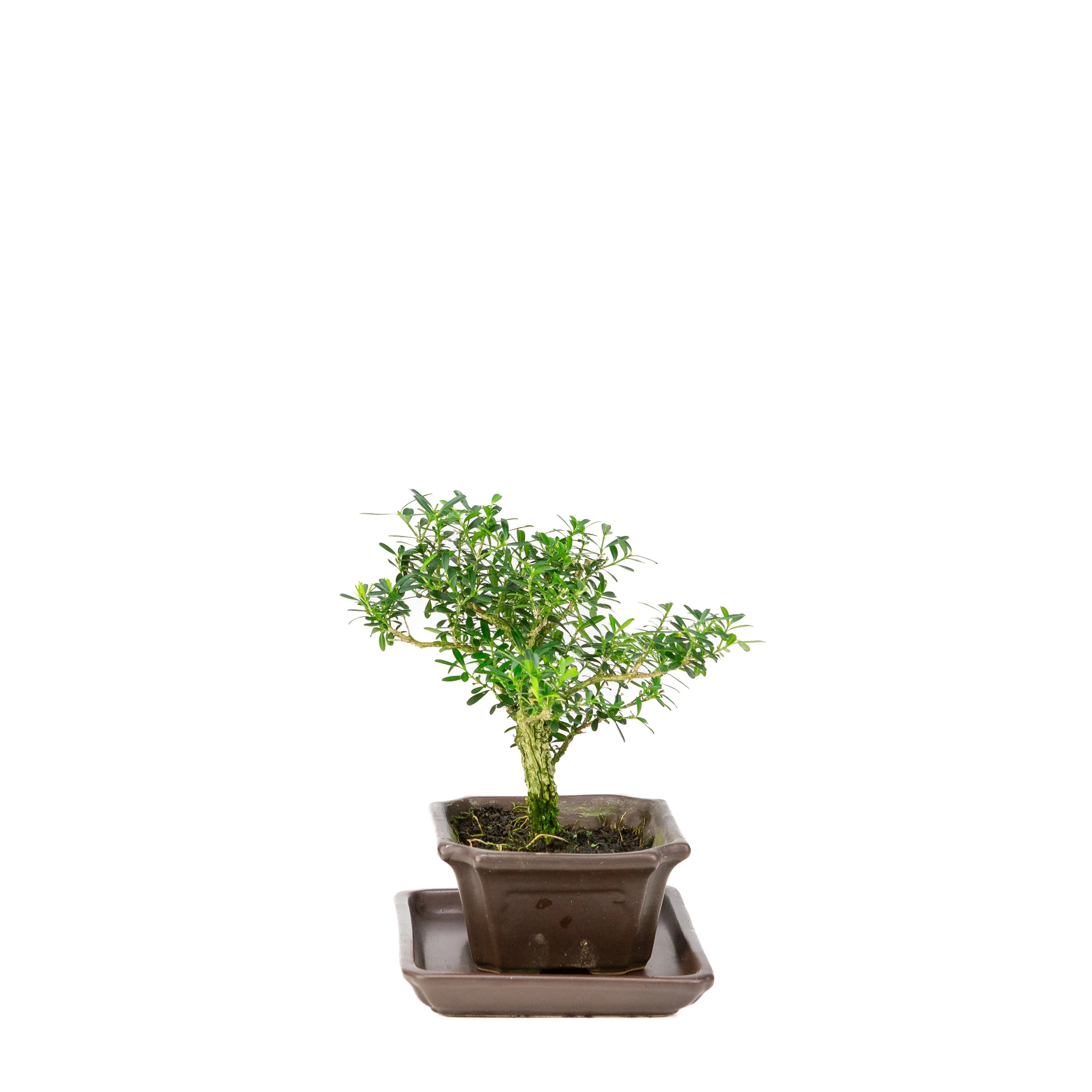 Buxus harlandii Bonsai in blauwe pot 13cm, hoogte ~21cm - Image 4
