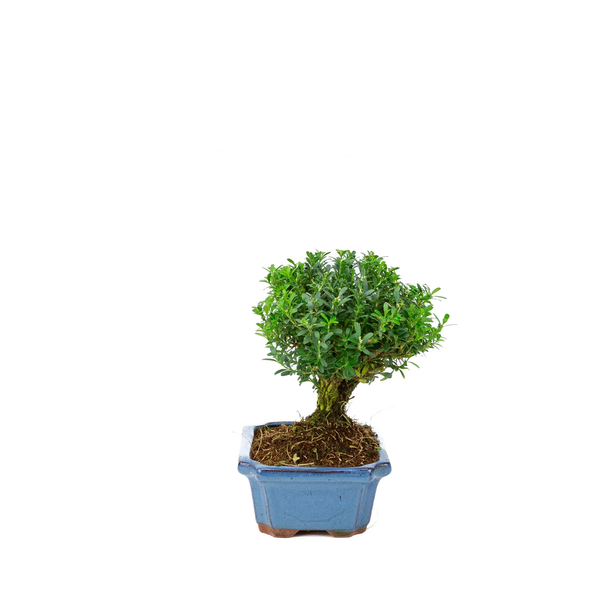 Buxus harlandii bezem vorm blauwe pot 19cm, hoogte ~25cm - Image 2