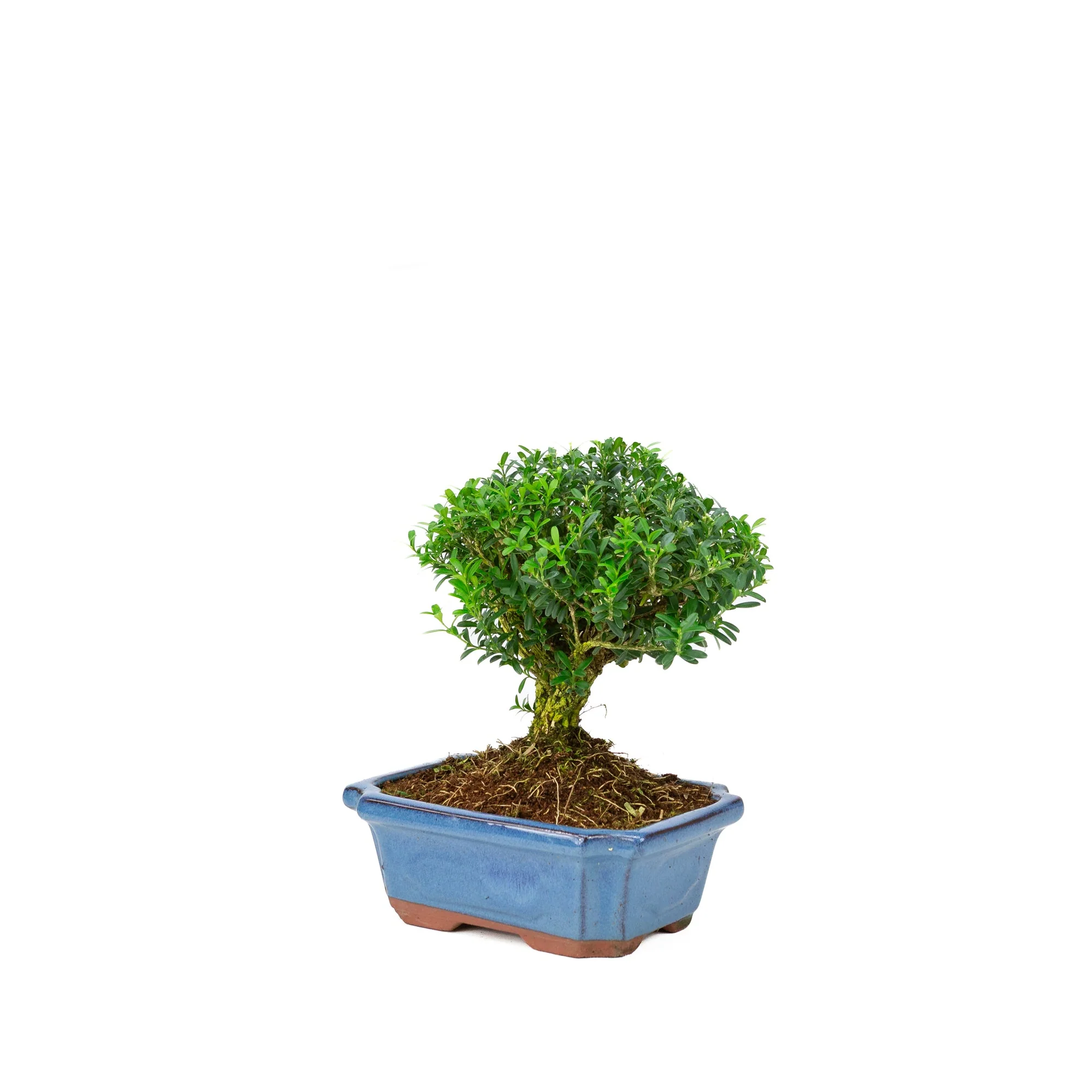 Buxus harlandii bezem vorm blauwe pot 19cm, hoogte ~25cm - Image 3