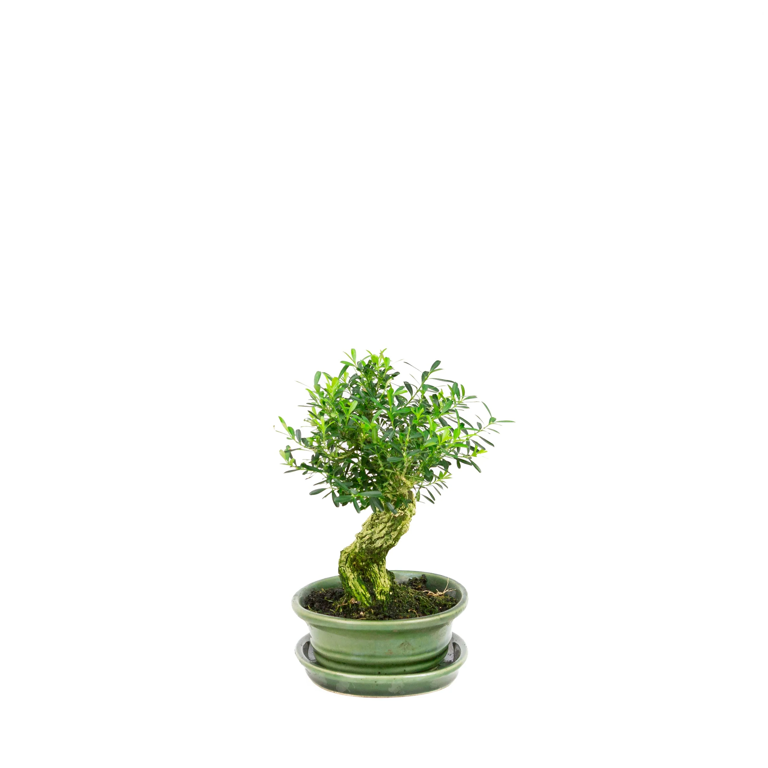 Buxus harlandii Bonsai in groene pot 17 cm, hoogte ~23cm - Image 2