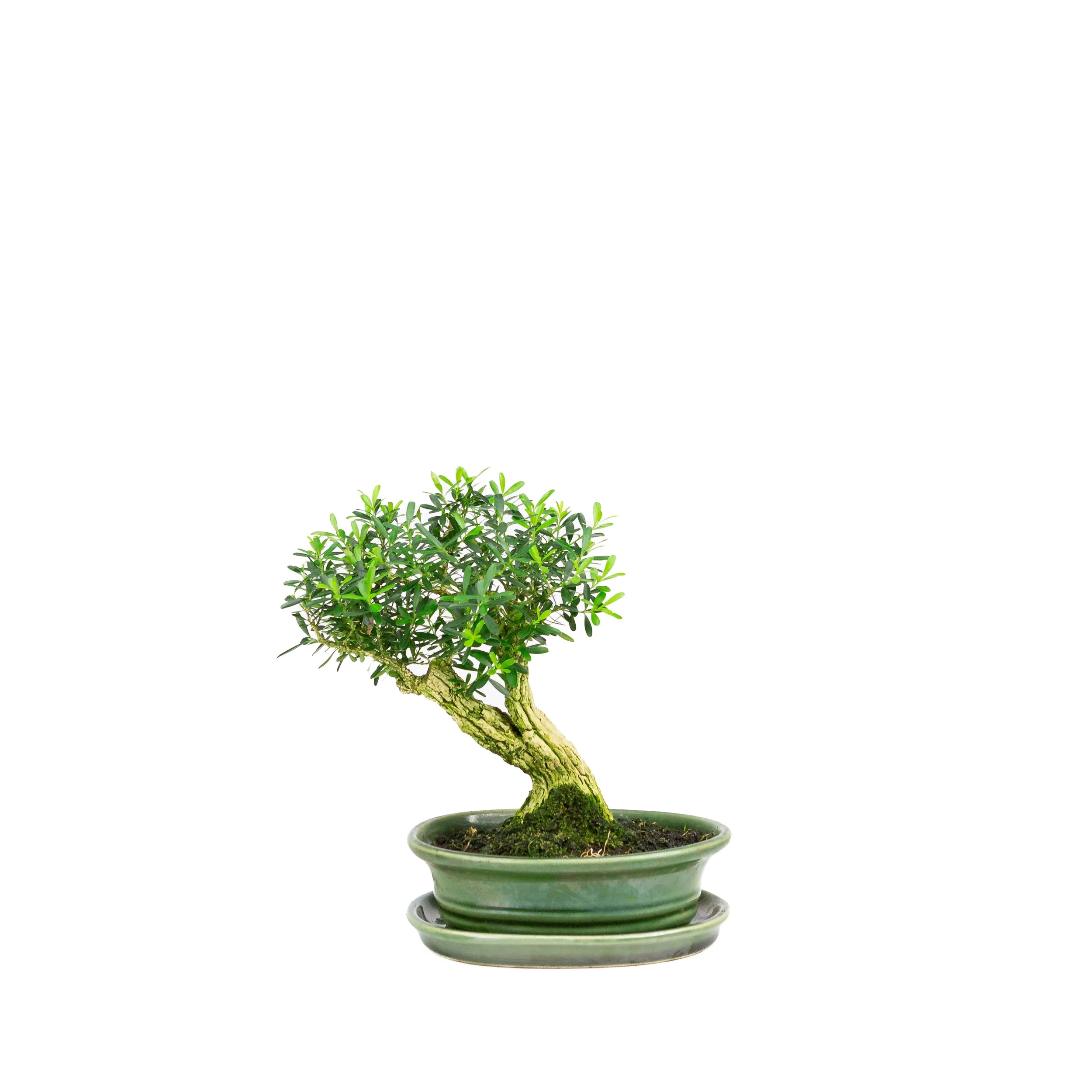 Buxus harlandii Bonsai in groene pot 17 cm, hoogte ~23cm - Image 3