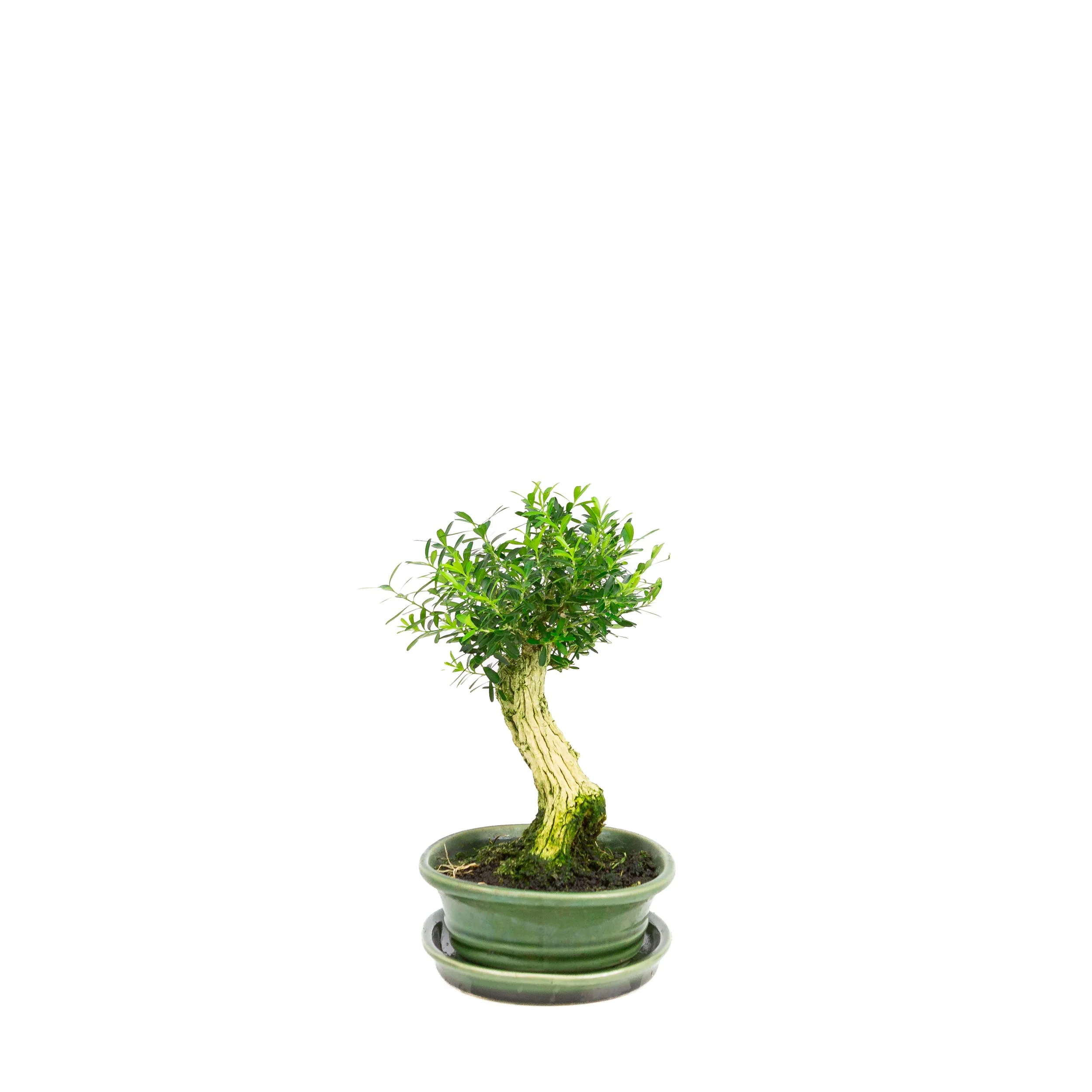 Buxus harlandii Bonsai in groene pot 17 cm, hoogte ~23cm - Image 4