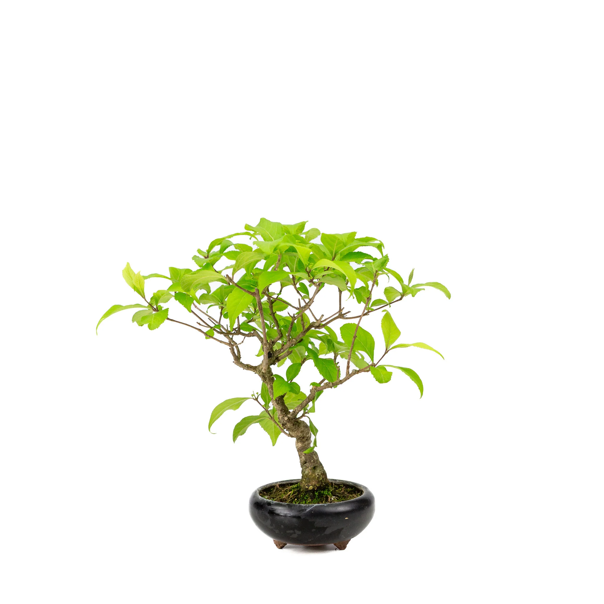 Callicarpa blauwe ronde pot 9cm, hoogte ~25cm