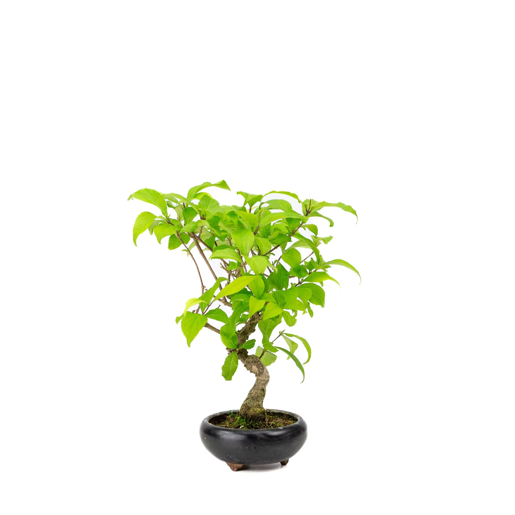Callicarpa blauwe ronde pot 9cm, hoogte ~25cm - Image 2