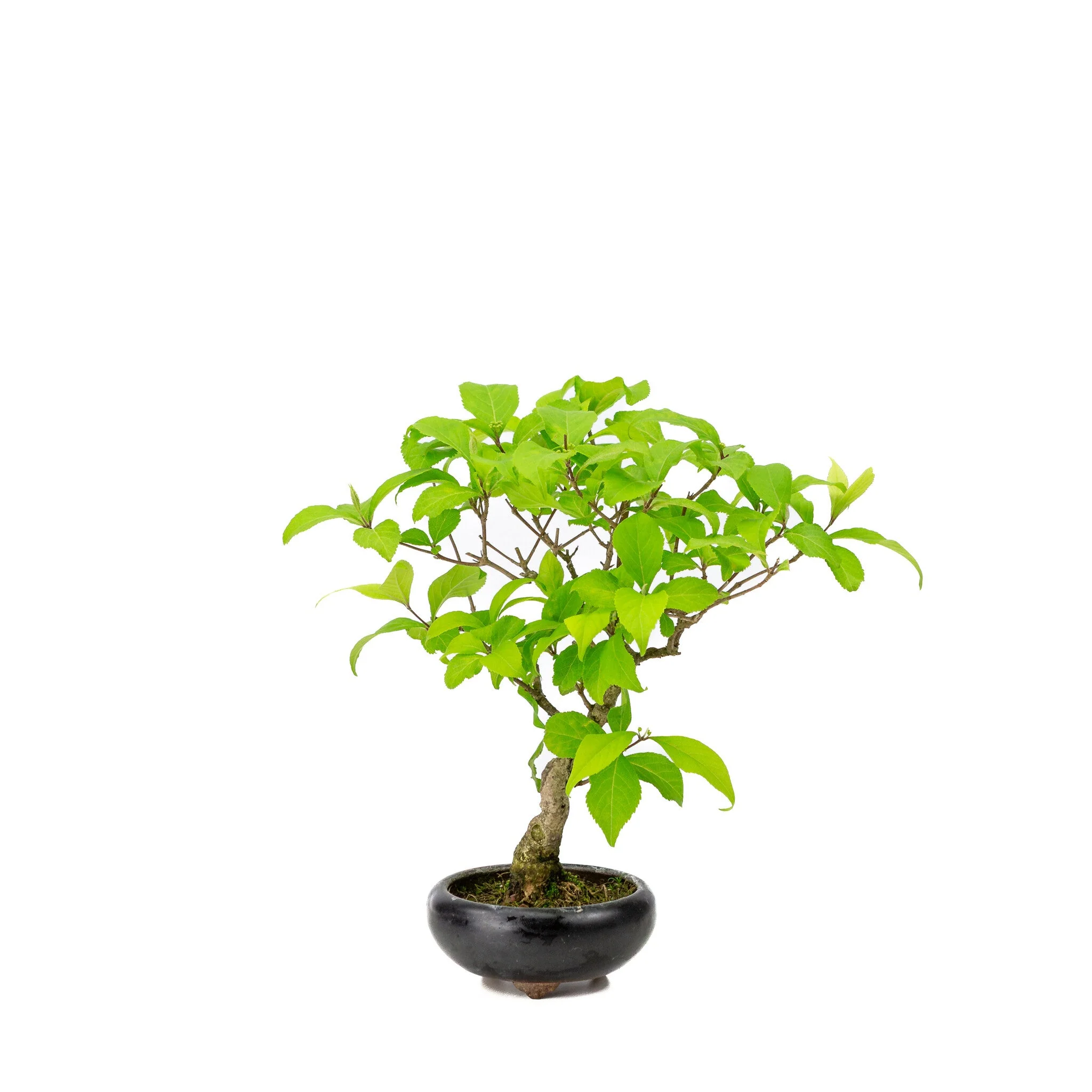 Callicarpa blauwe ronde pot 9cm, hoogte ~25cm - Image 3
