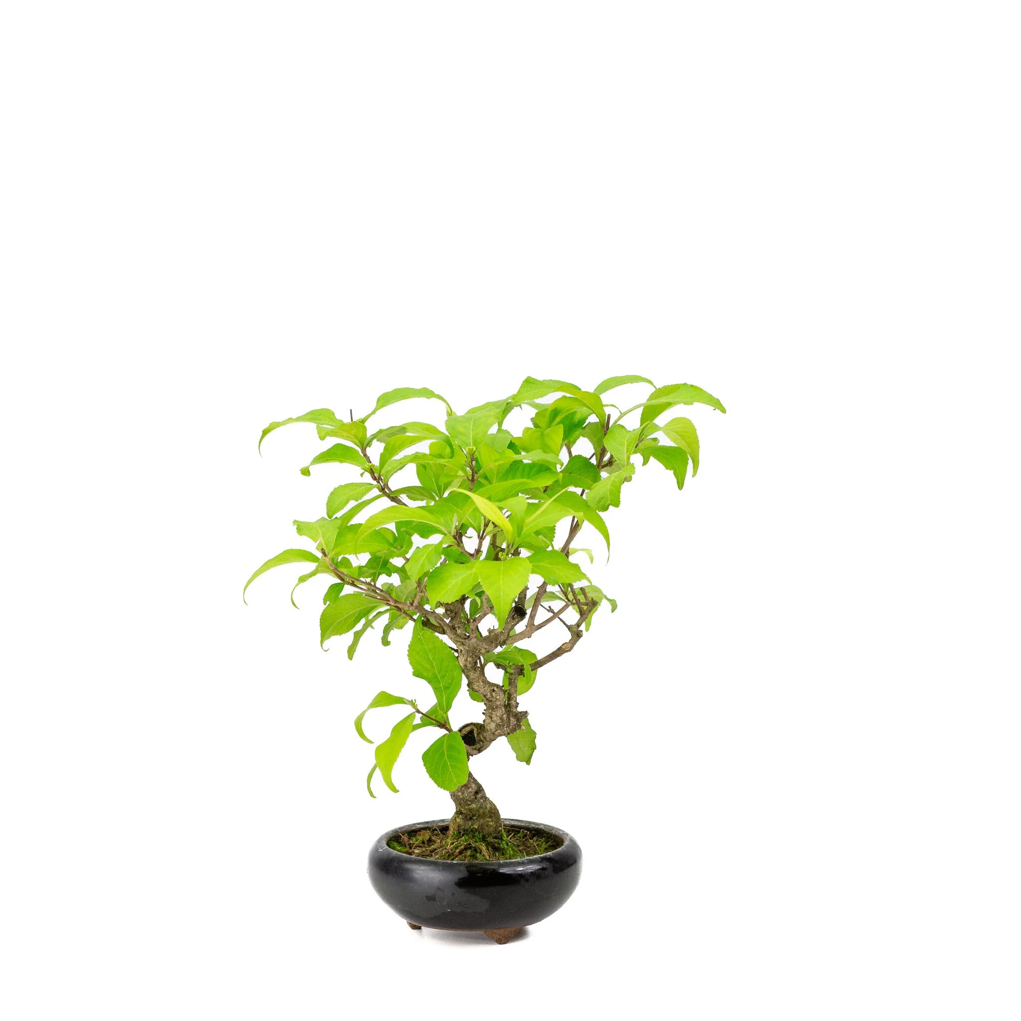 Callicarpa blauwe ronde pot 9cm, hoogte ~25cm - Image 4