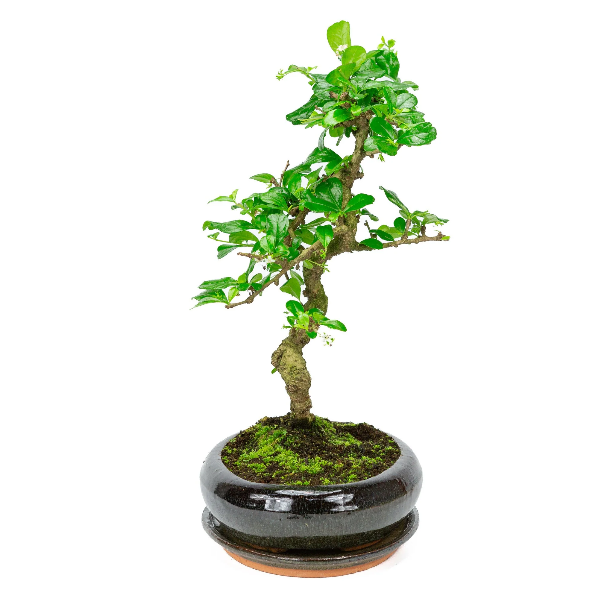 Miniatuur 2