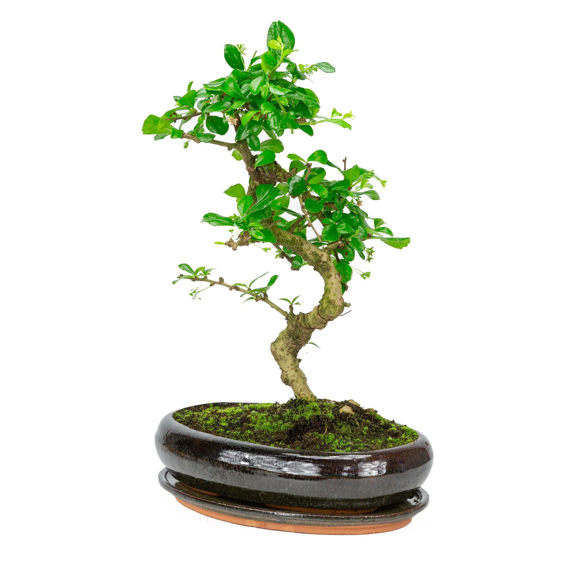 Carmona Bonsai in groene pot 29cm, hoogte ~45cm - Image 3