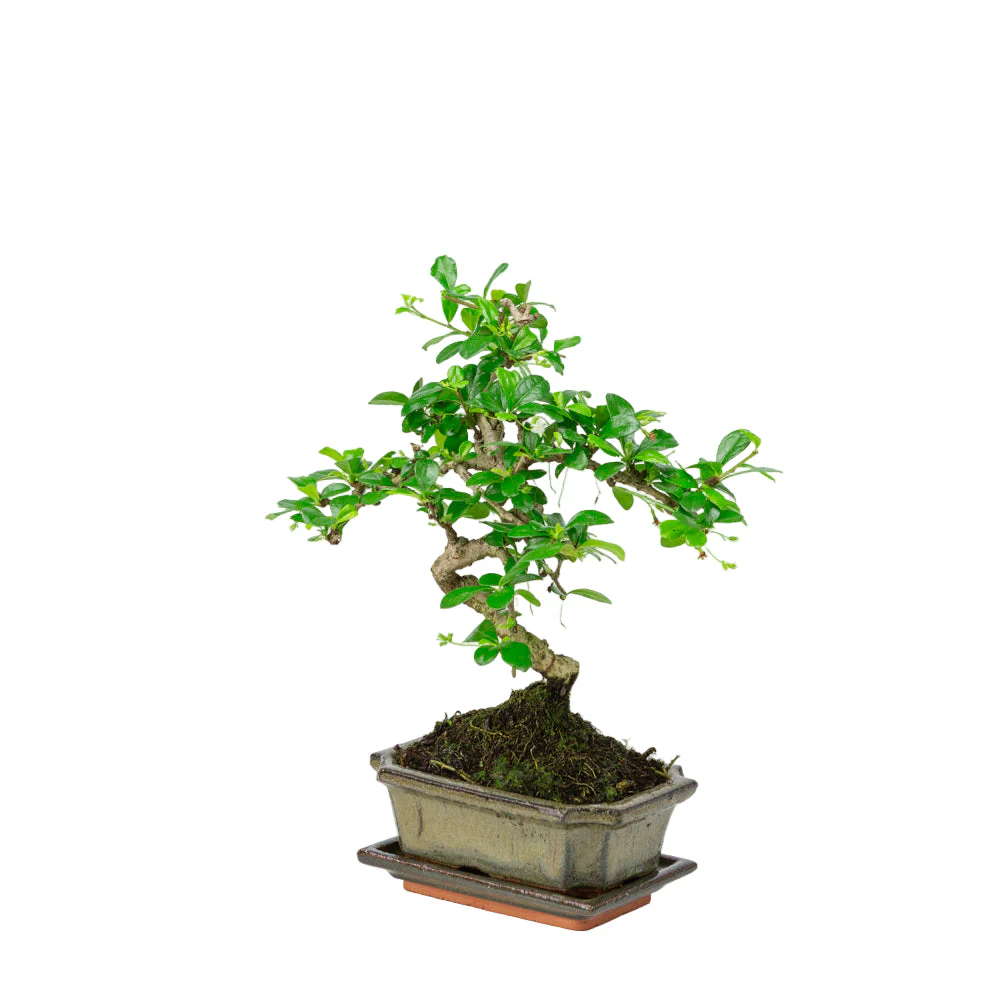 Carmona Bonsai in groene pot 15cm, hoogte ~30cm - Image 3