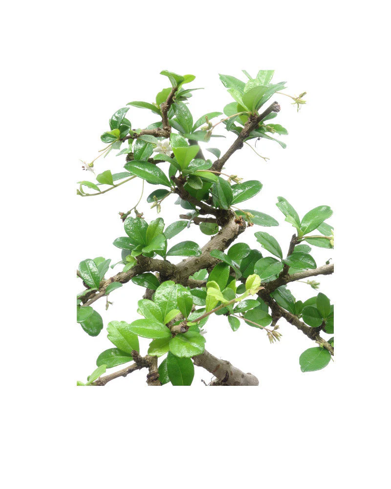 Carmona Bonsai in groene pot 15cm, hoogte ~30cm - Image 4