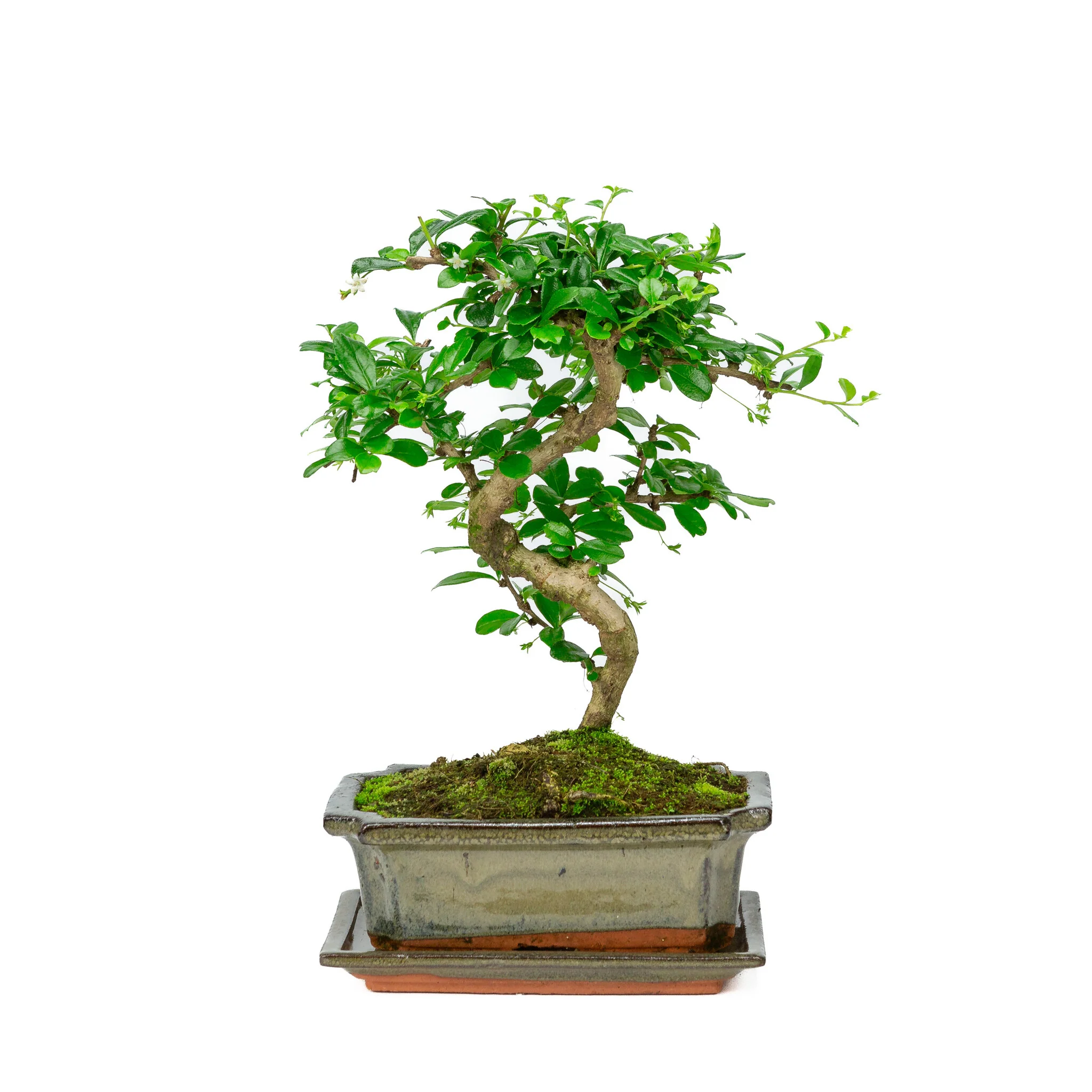 Miniatuur 1