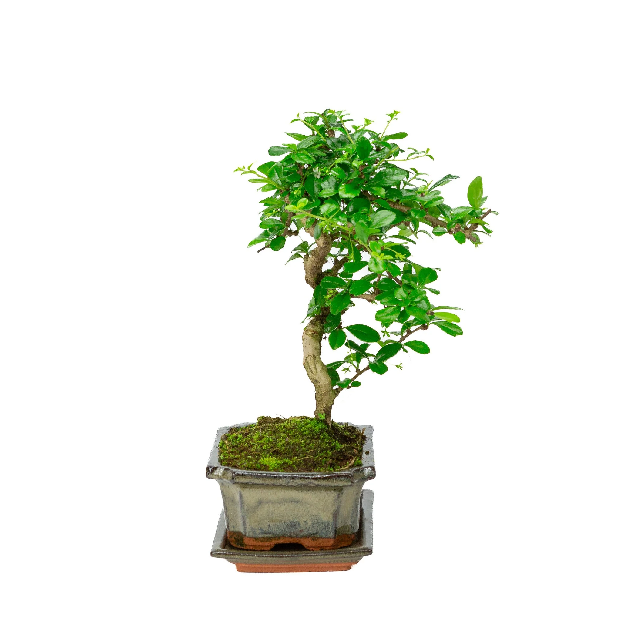 Miniatuur 2