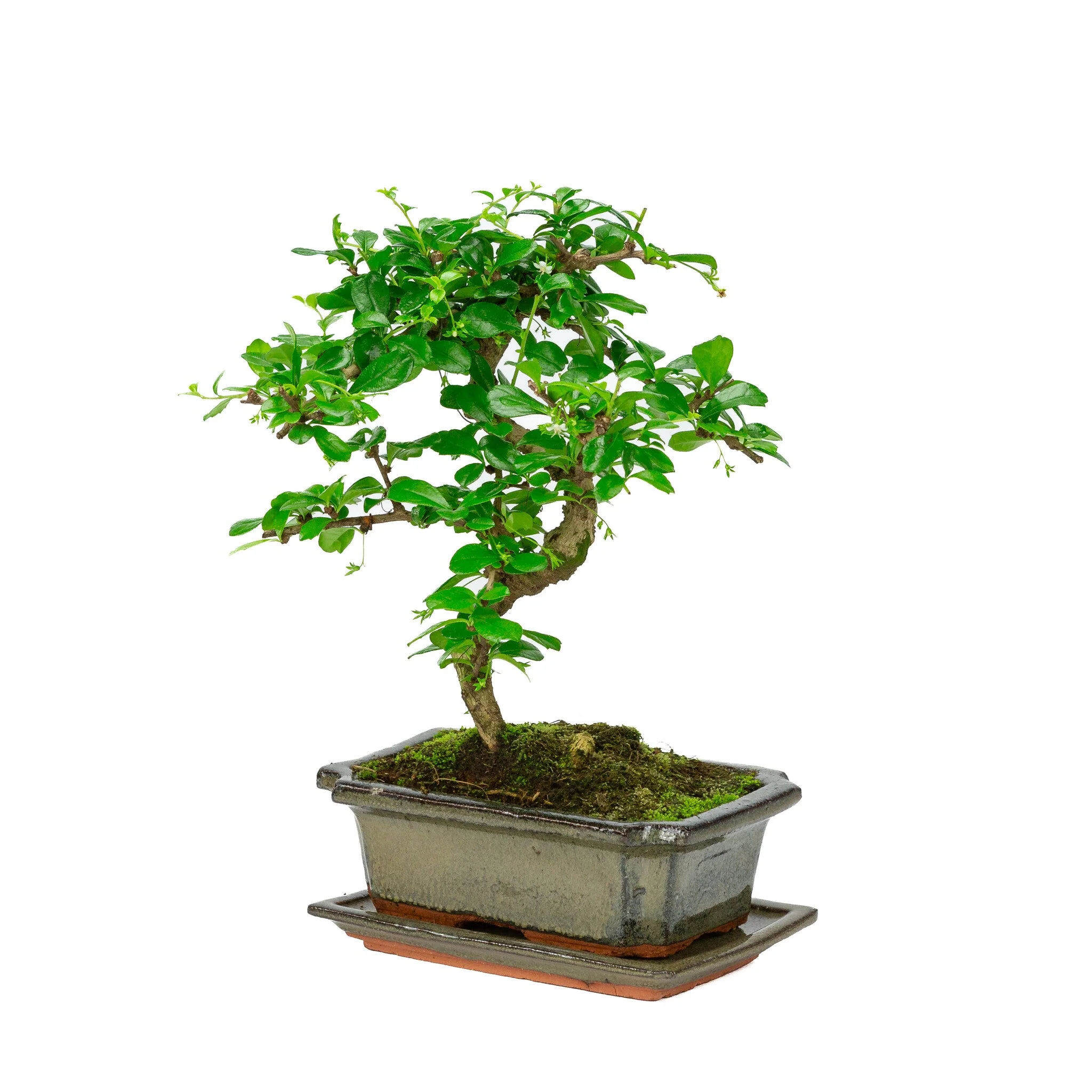 Carmona Bonsai in groene pot 20cm, hoogte ~30cm - Image 3