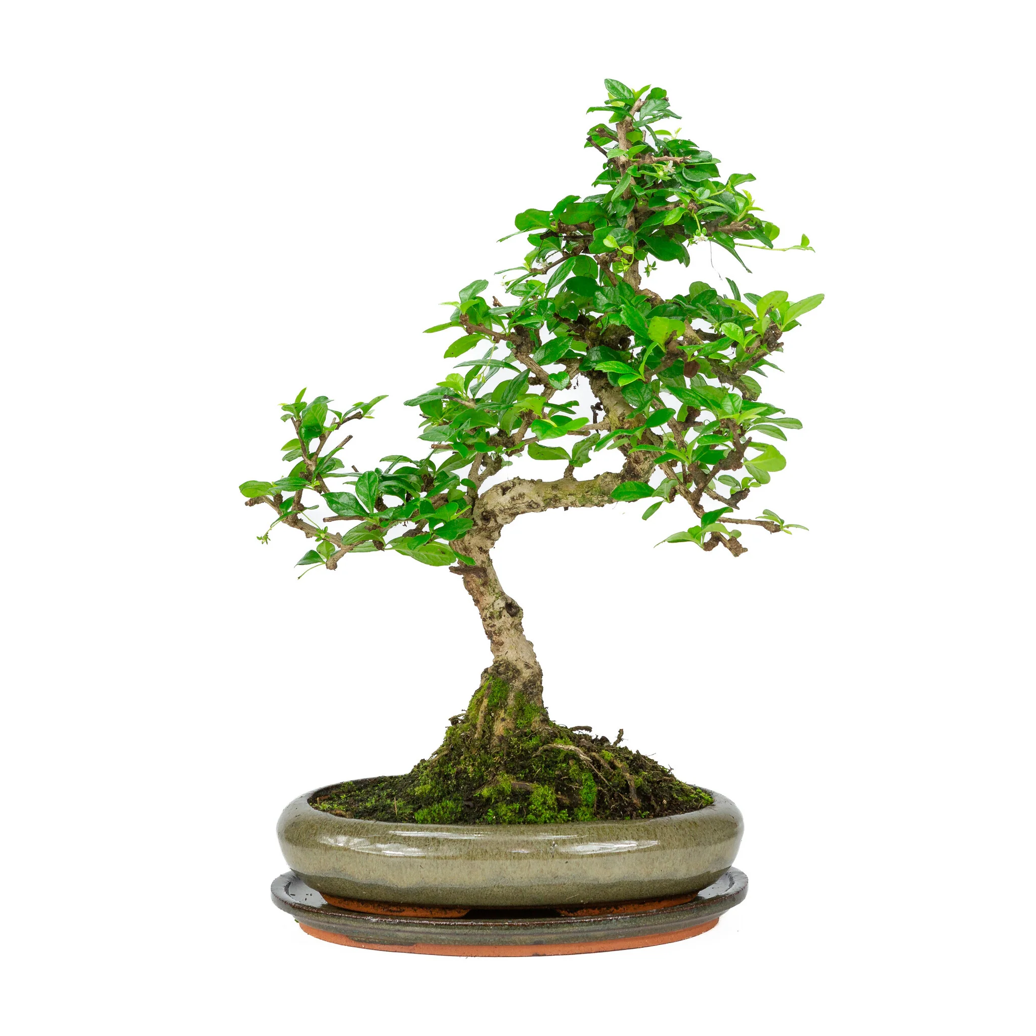 Miniatuur 1