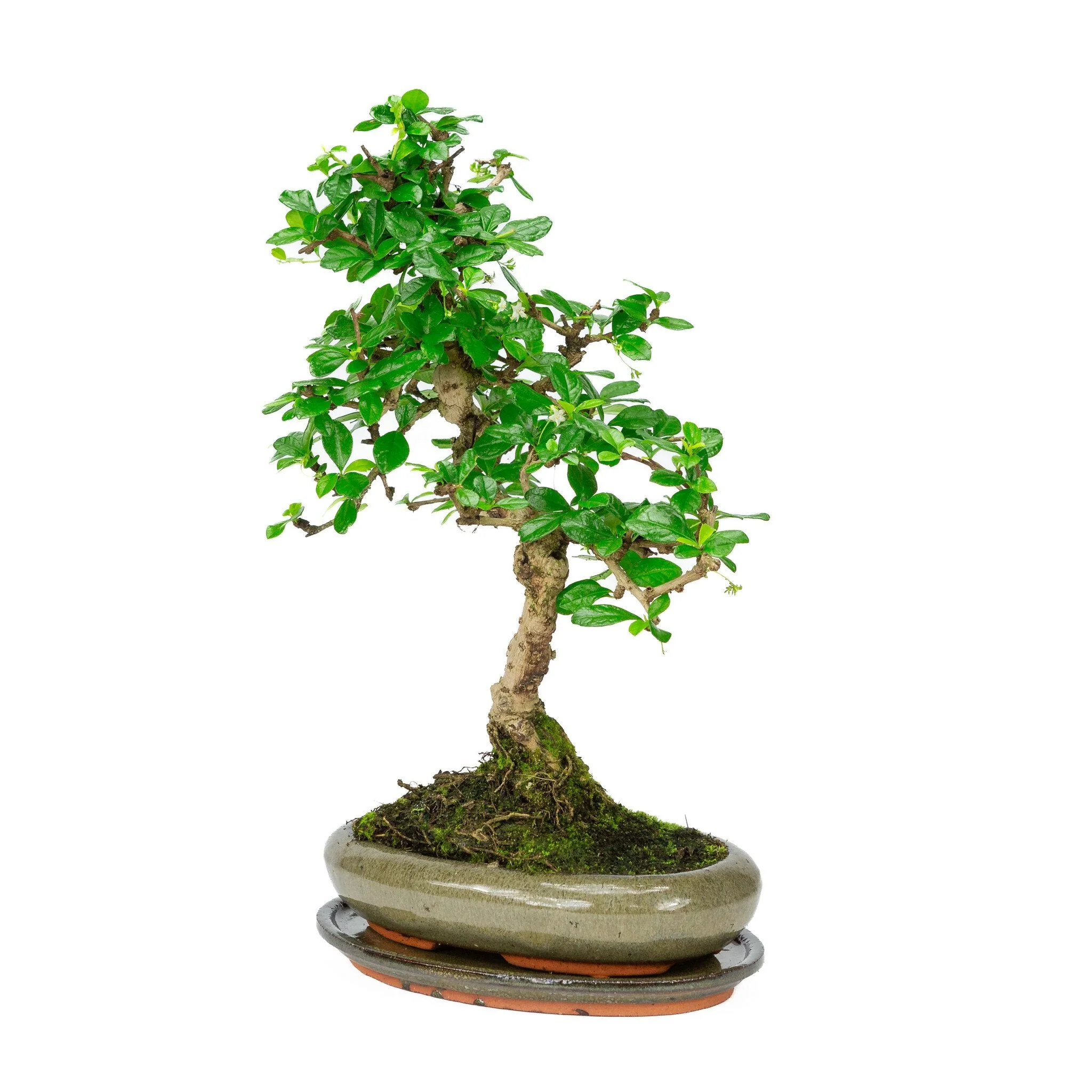 Carmona Bonsai in groene pot 24cm, hoogte ~33cm - Image 3