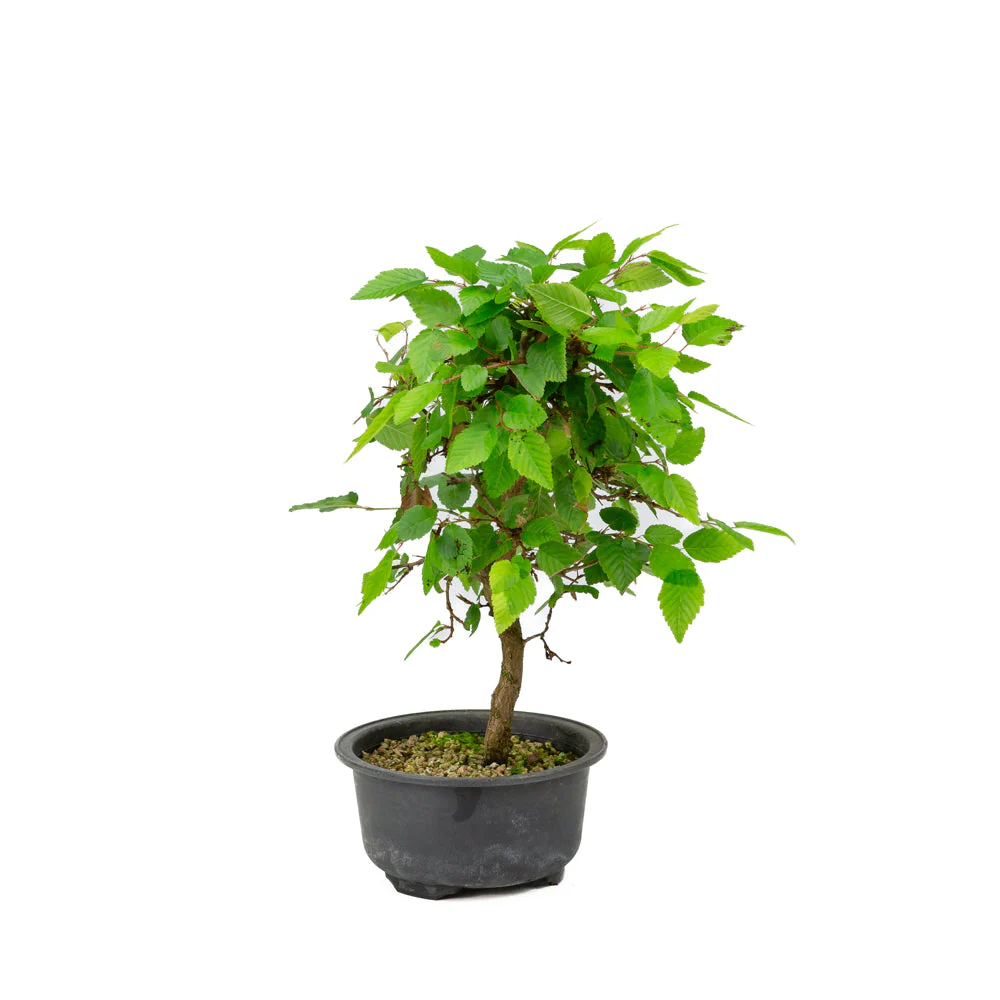 Carpinus coreana plastic pot 12cm, height ~30cm - Image 2