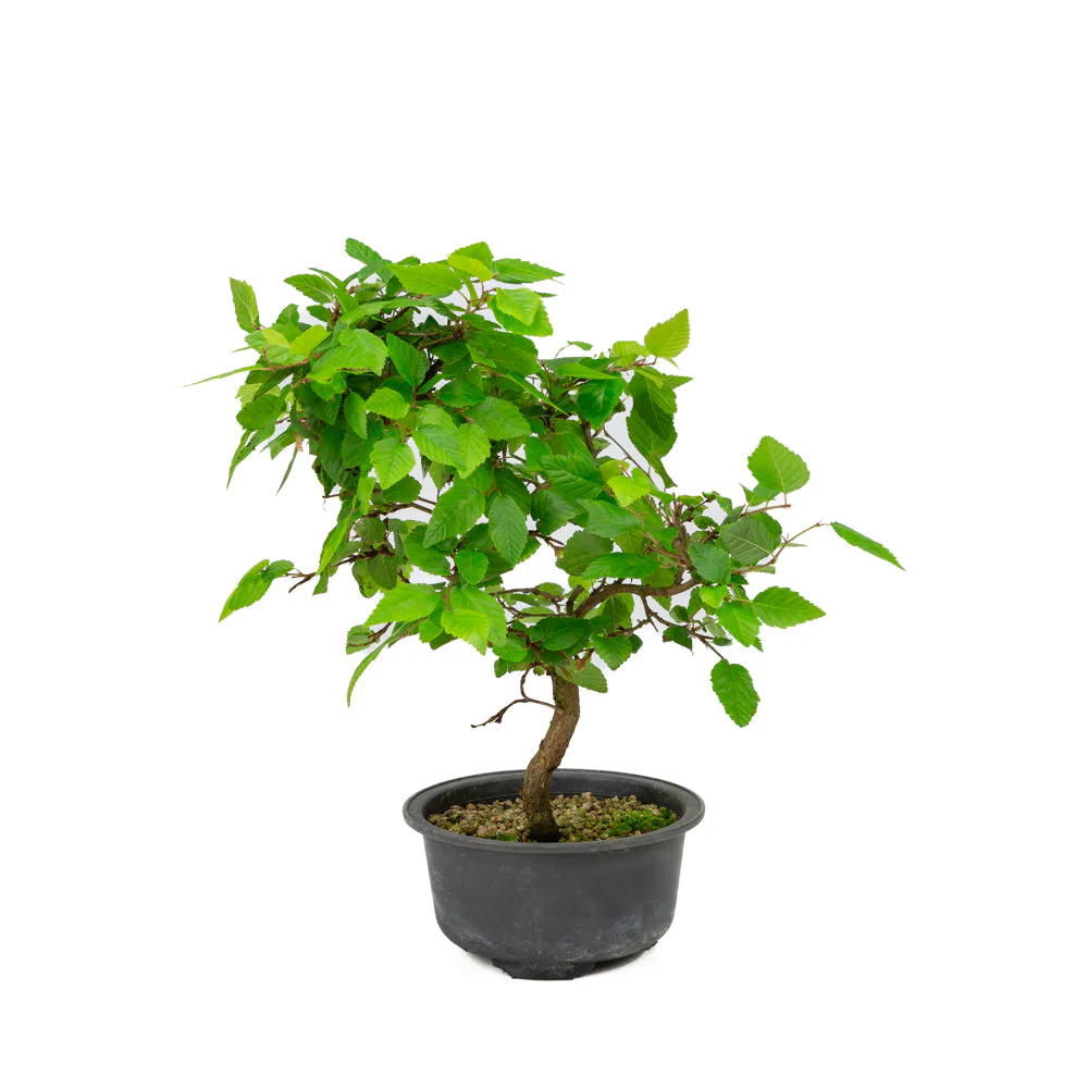Carpinus coreana plastic pot 12cm, height ~30cm - Image 3