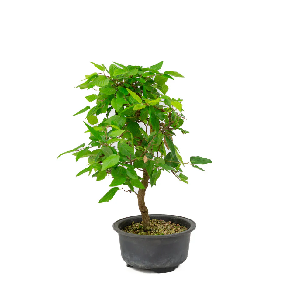 Carpinus coreana plastic pot 12cm, height ~30cm - Image 4