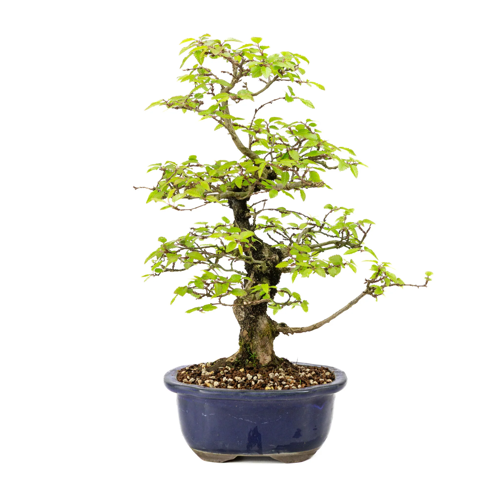 Carpinus turczaninowii blauwe Mokko pot 20cm, hoogte ~48cm