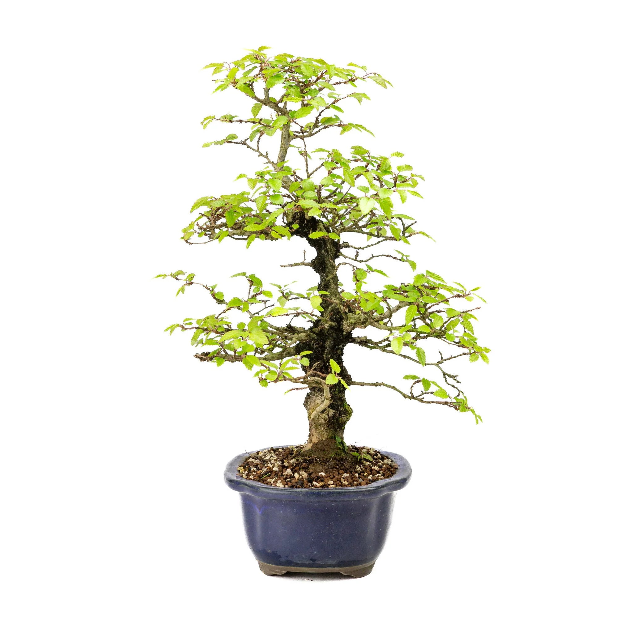 Carpinus turczaninowii blauwe Mokko pot 20cm, hoogte ~48cm - Image 2