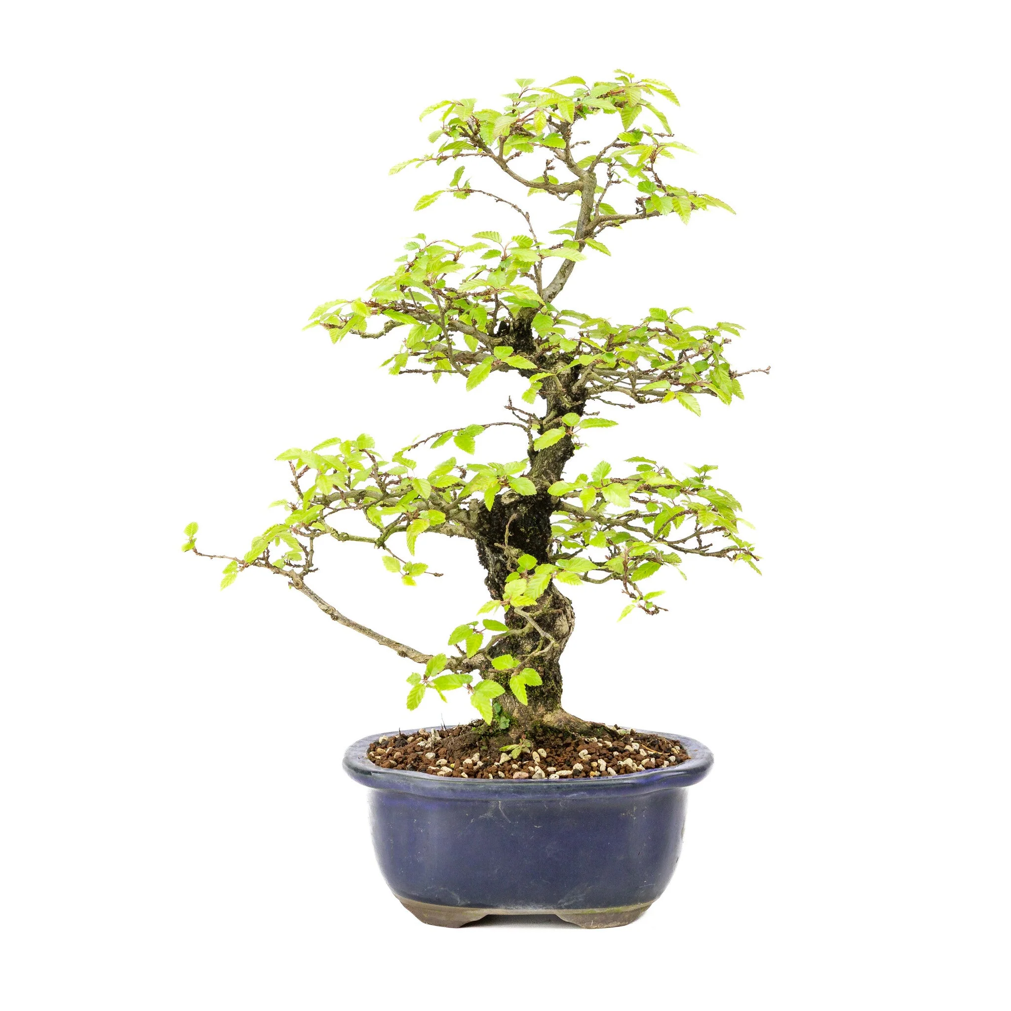 Carpinus turczaninowii blauwe Mokko pot 20cm, hoogte ~48cm - Image 3