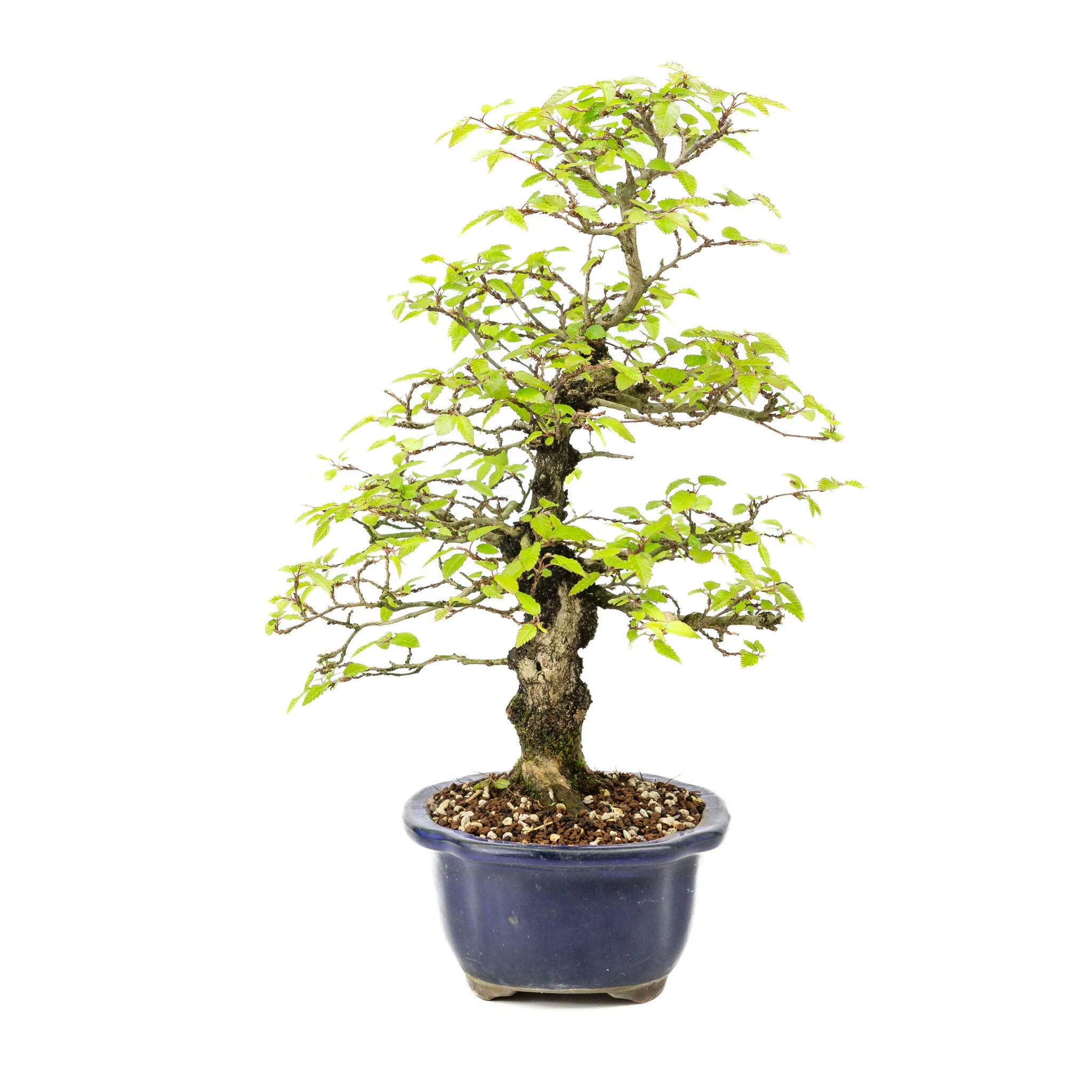 Carpinus turczaninowii blauwe Mokko pot 20cm, hoogte ~48cm - Image 4