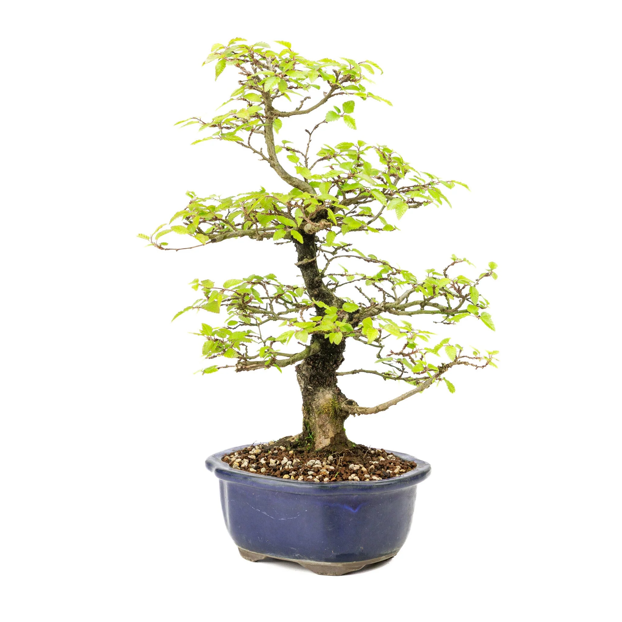 Carpinus turczaninowii blauwe Mokko pot 20cm, hoogte ~48cm - Image 5