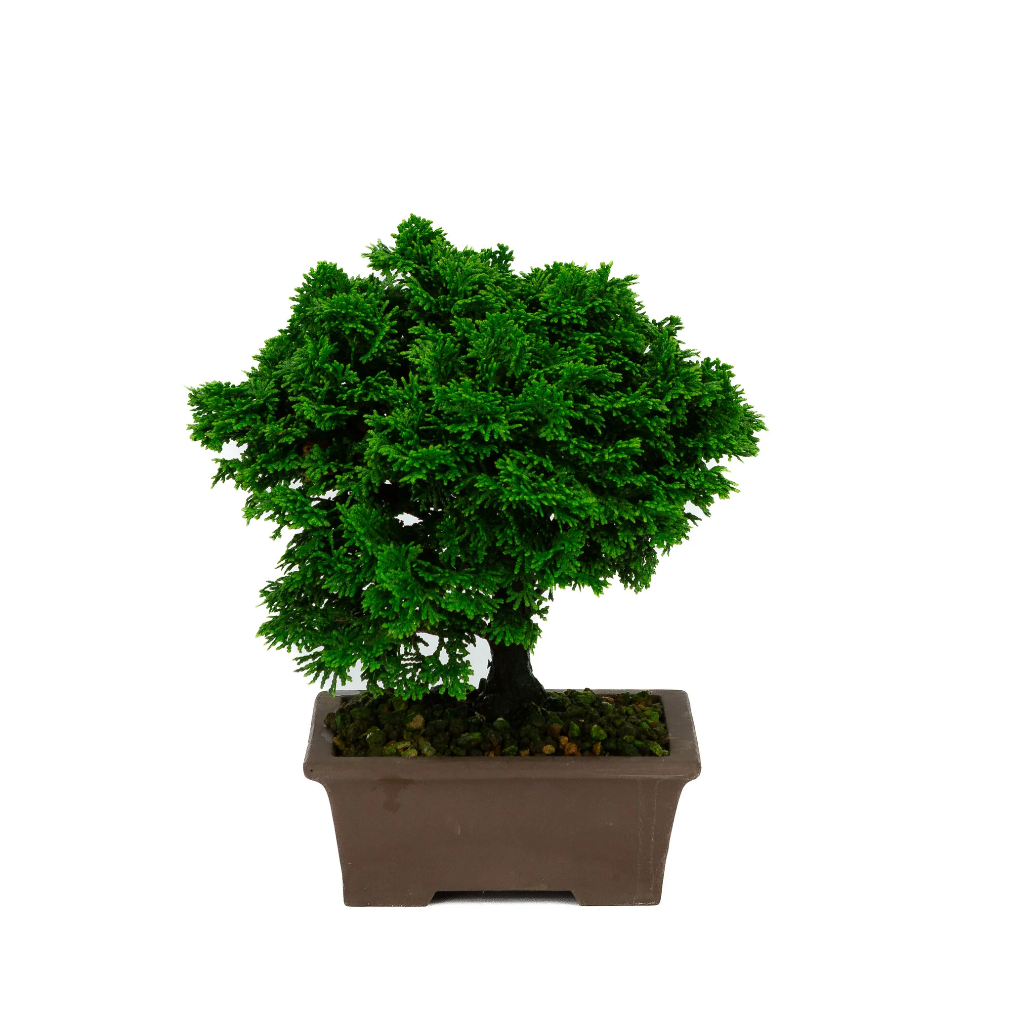 Chamaecyparis obtusa ongeglazuurde pot 13cm, hoogte ~23cm