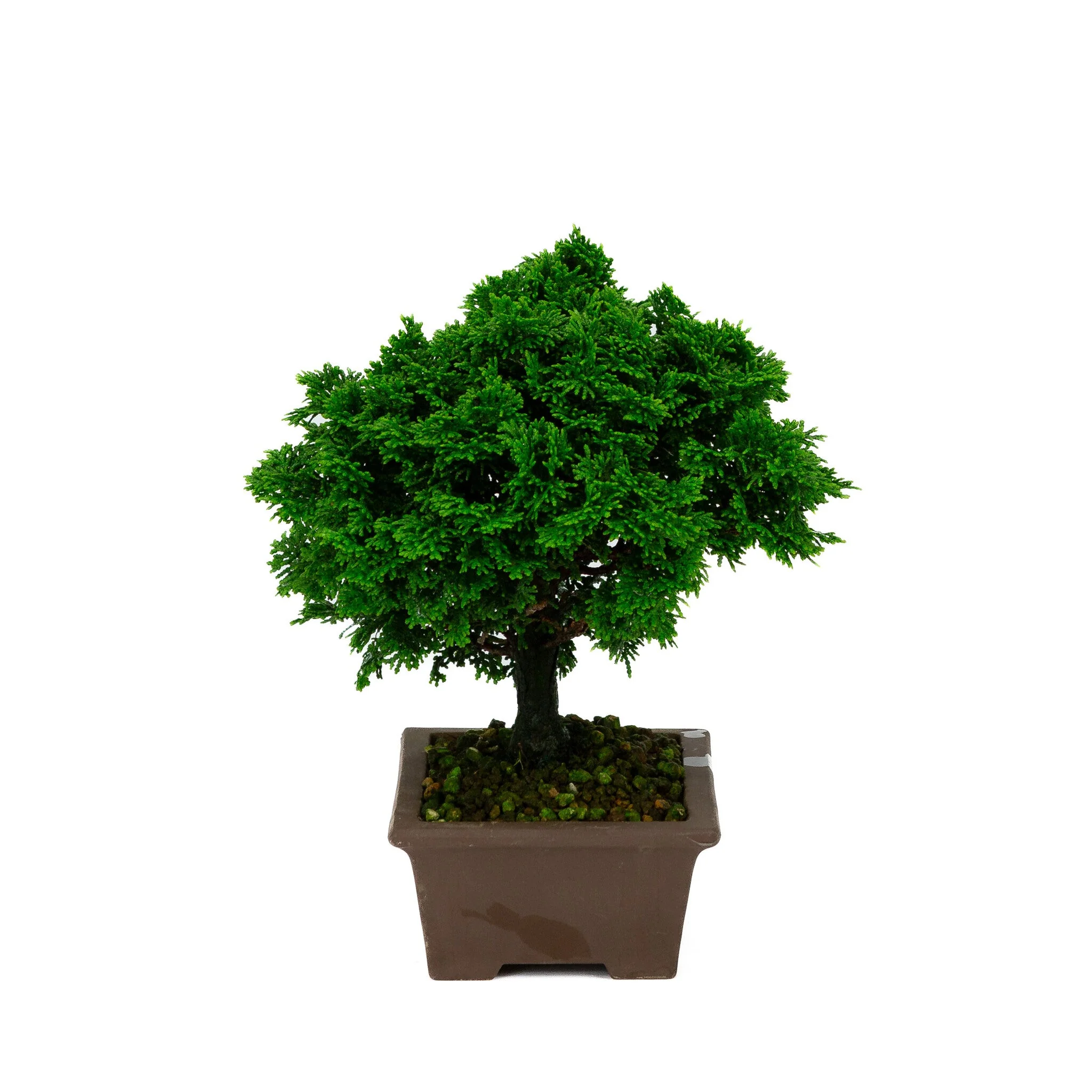 Chamaecyparis obtusa ongeglazuurde pot 13cm, hoogte ~23cm - Image 2