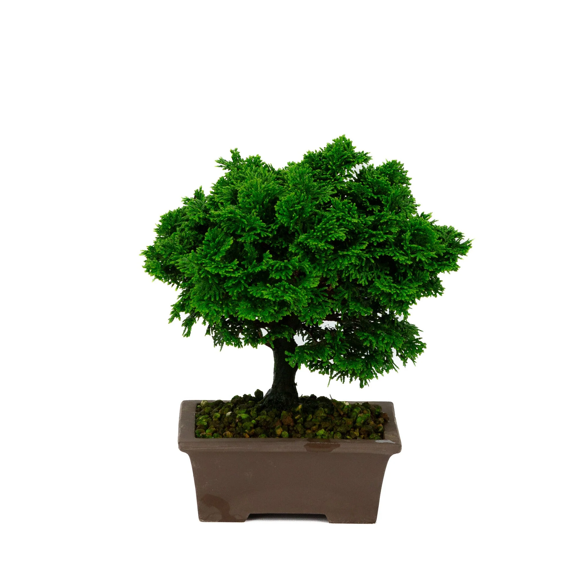 Chamaecyparis obtusa ongeglazuurde pot 13cm, hoogte ~23cm - Image 3