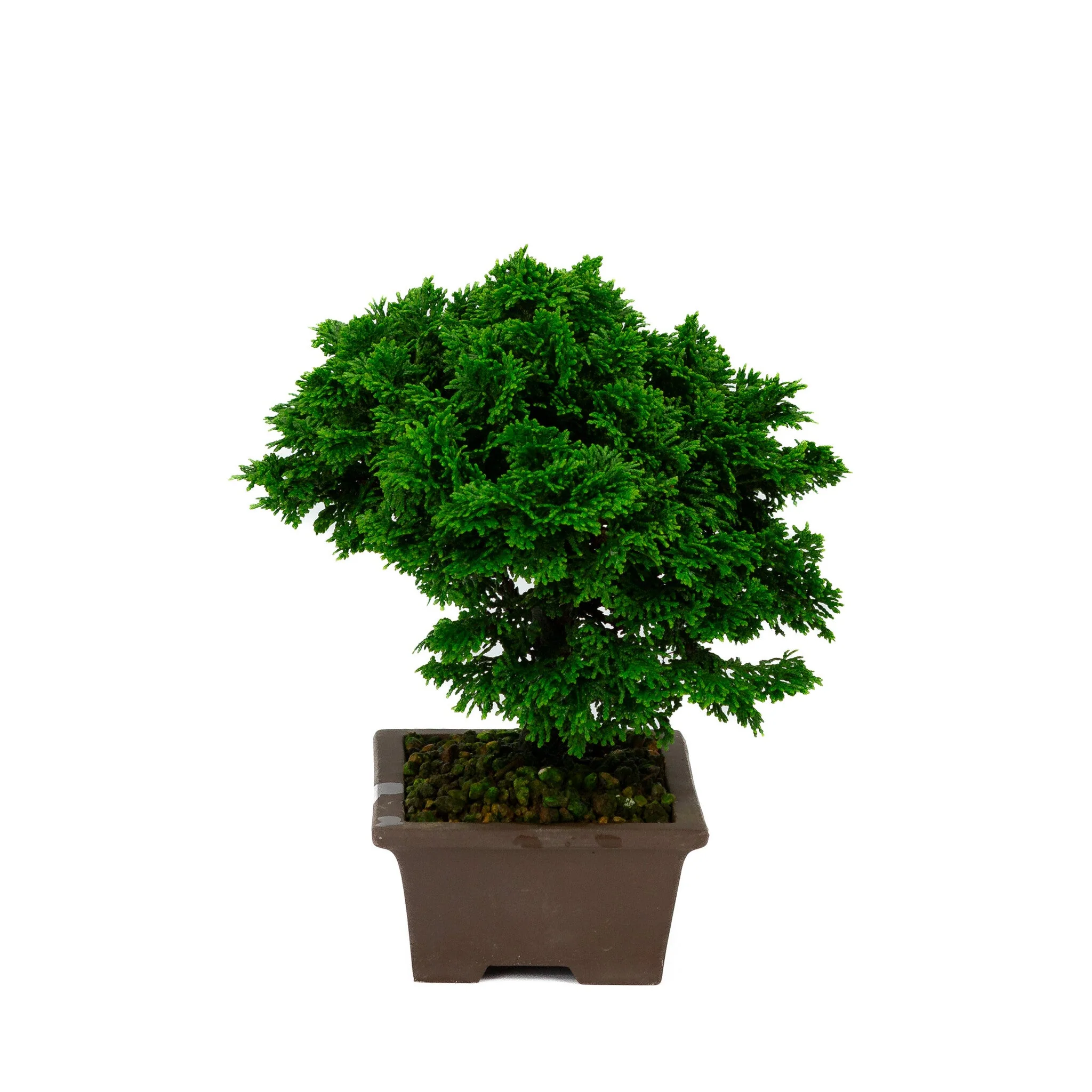 Chamaecyparis obtusa ongeglazuurde pot 13cm, hoogte ~23cm - Image 4