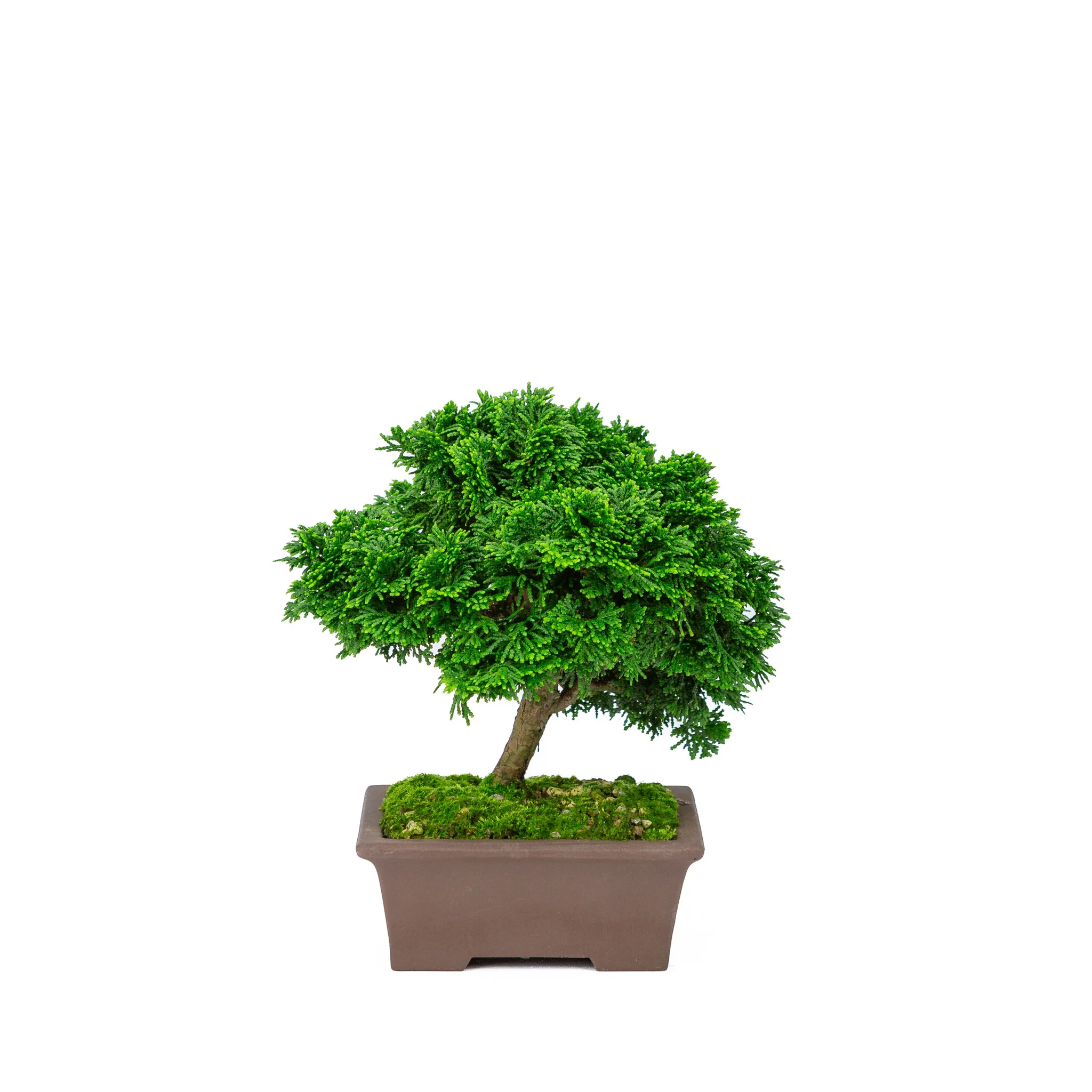 Chamaecyparis obtusa ongeglazuurde pot 13cm, hoogte ~22cm
