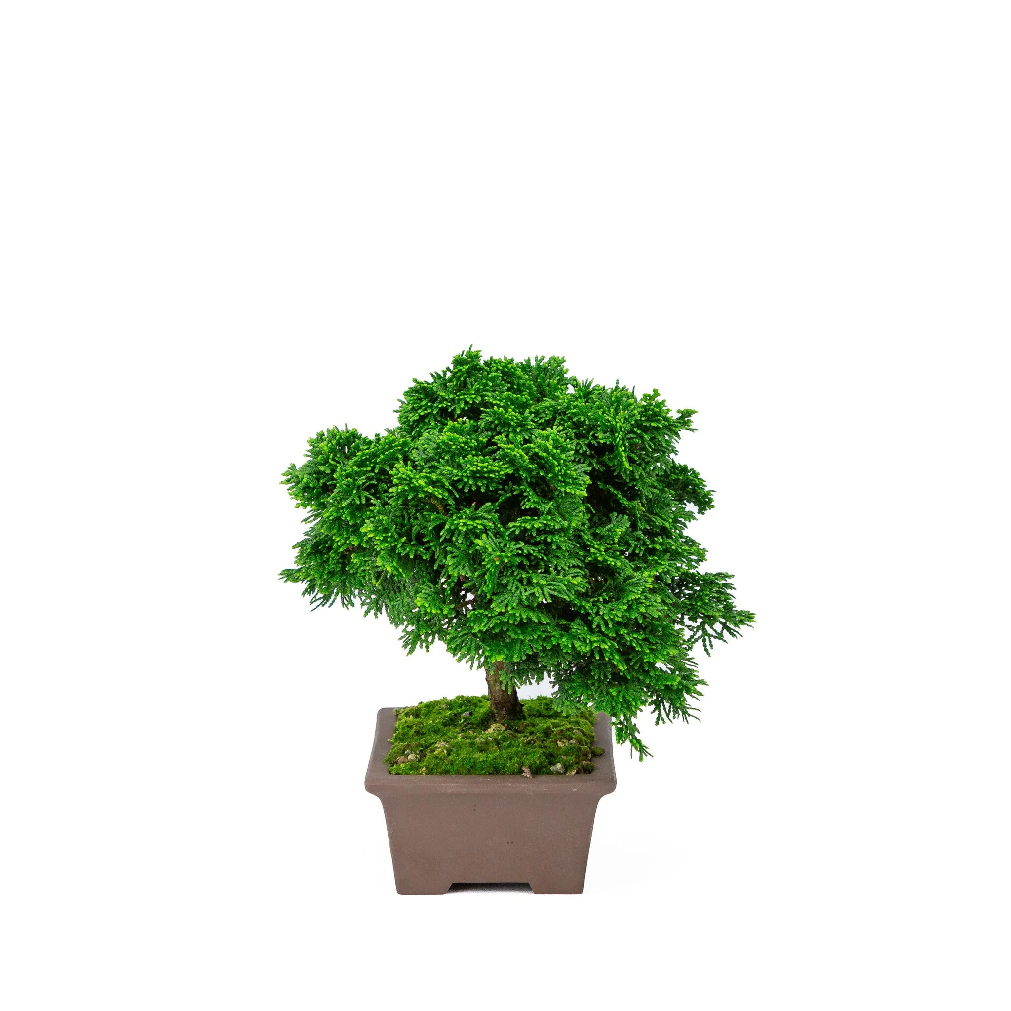 Chamaecyparis obtusa ongeglazuurde pot 13cm, hoogte ~22cm - Image 2