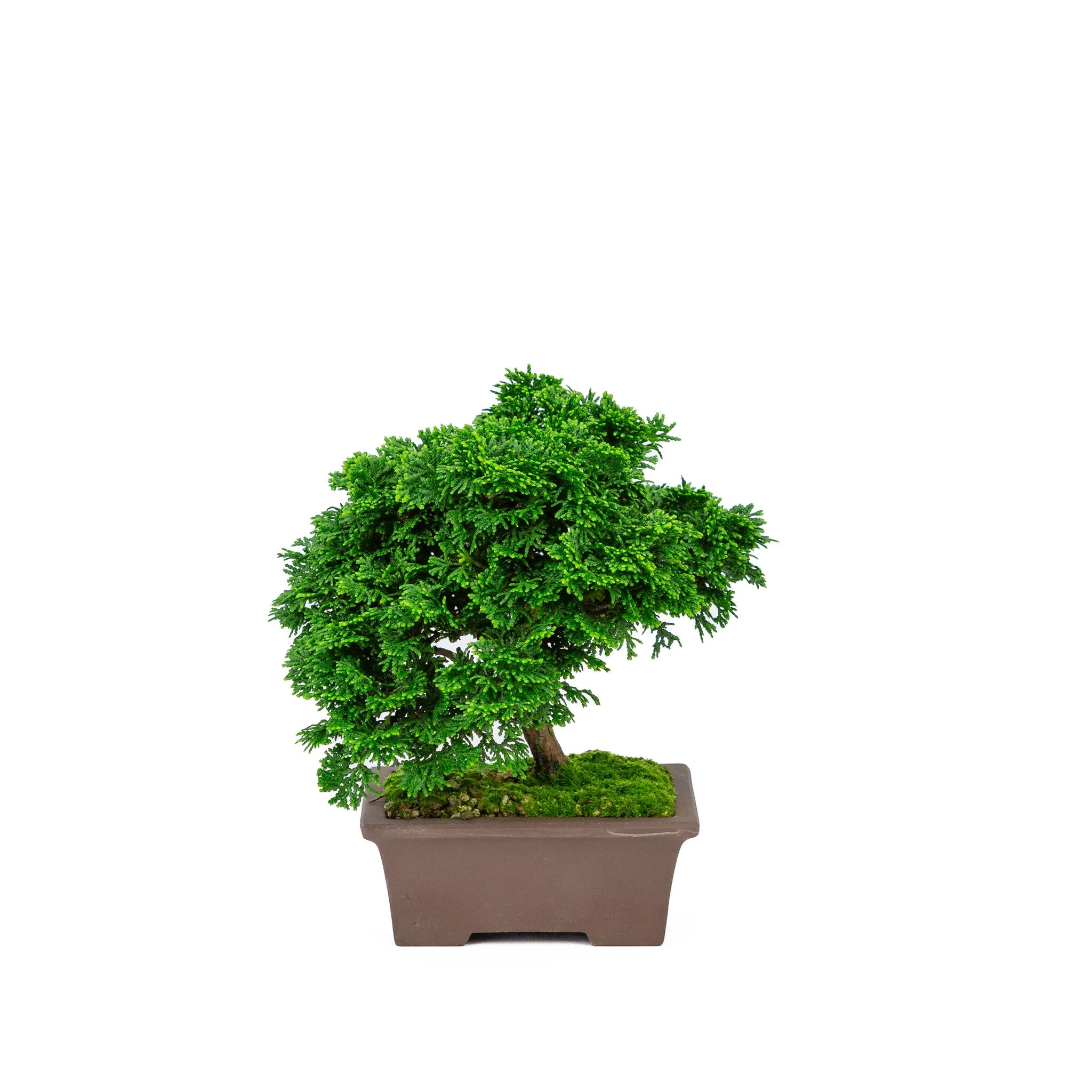 Chamaecyparis obtusa ongeglazuurde pot 13cm, hoogte ~22cm - Image 3