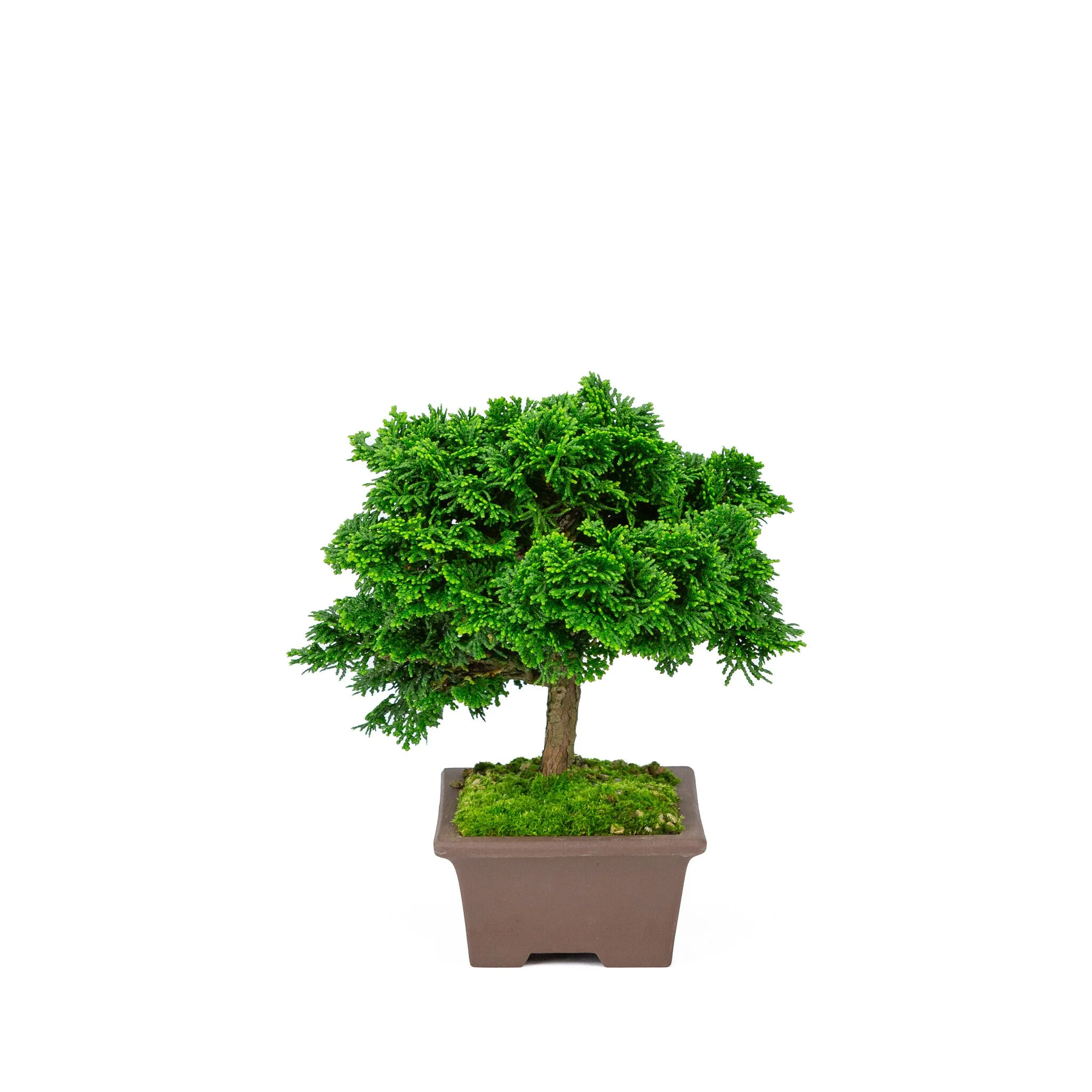 Chamaecyparis obtusa ongeglazuurde pot 13cm, hoogte ~22cm - Image 4