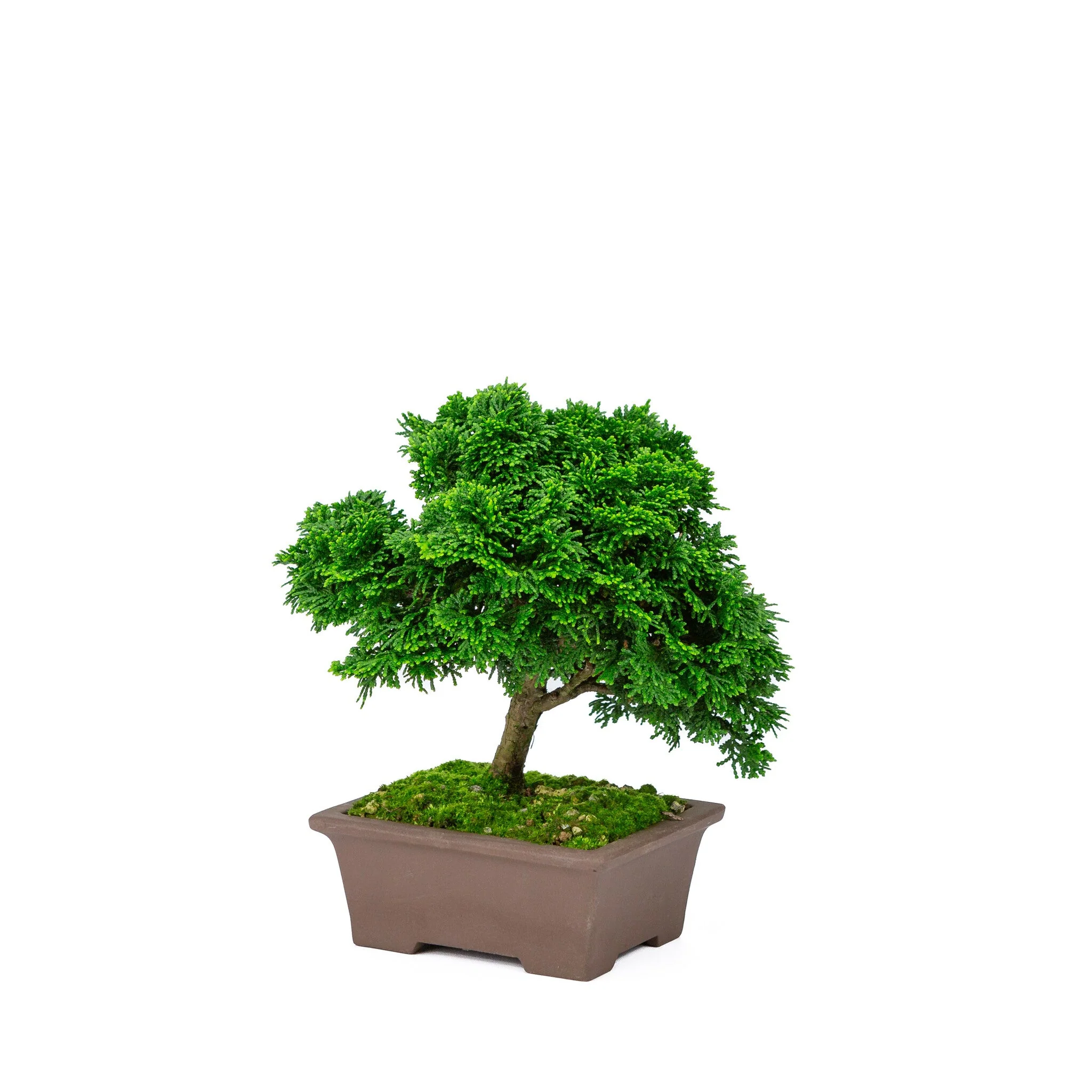 Chamaecyparis obtusa ongeglazuurde pot 13cm, hoogte ~22cm - Image 5
