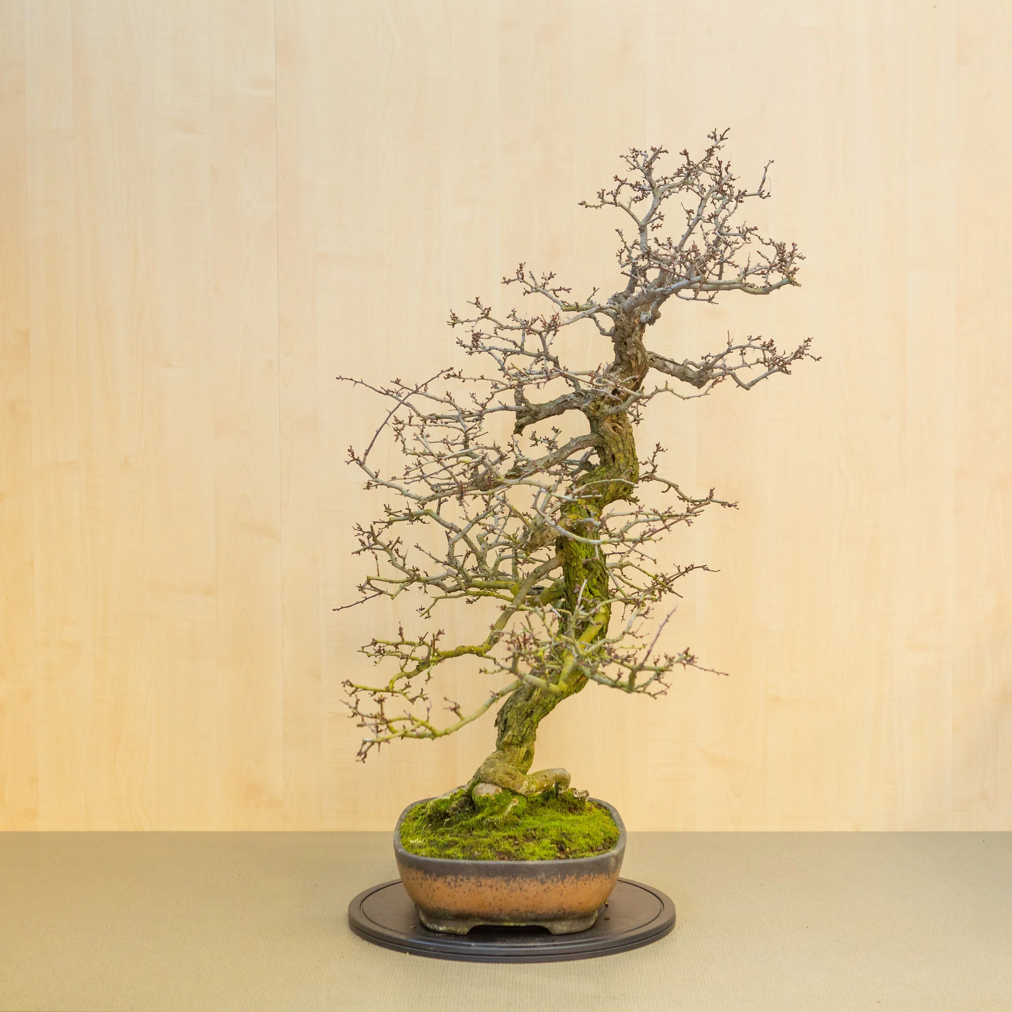 Crataegus cuneata ongeglazuurde pot 38.5 cm, hoogte ~95 cm