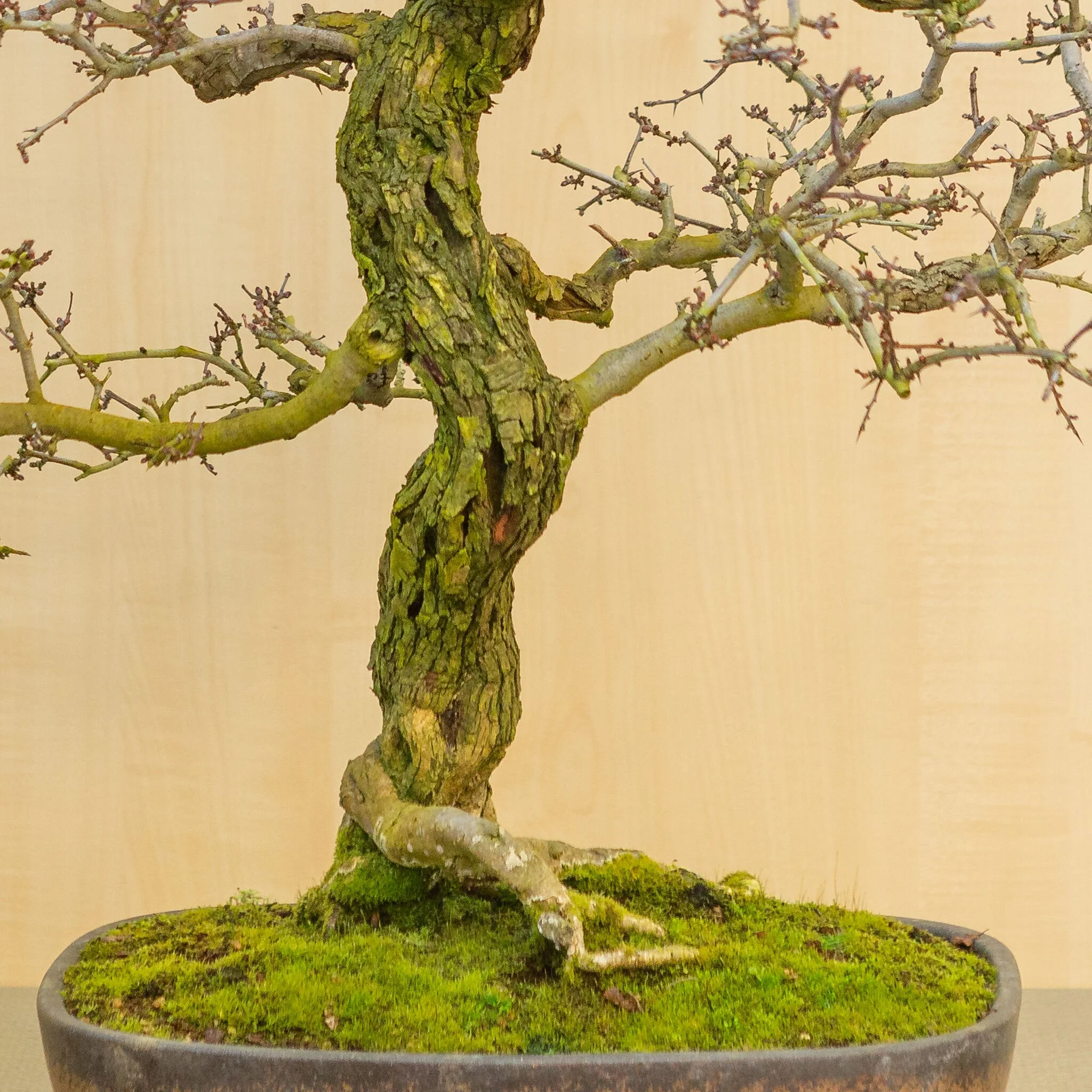 Crataegus cuneata ongeglazuurde pot 38.5 cm, hoogte ~95 cm - Image 2