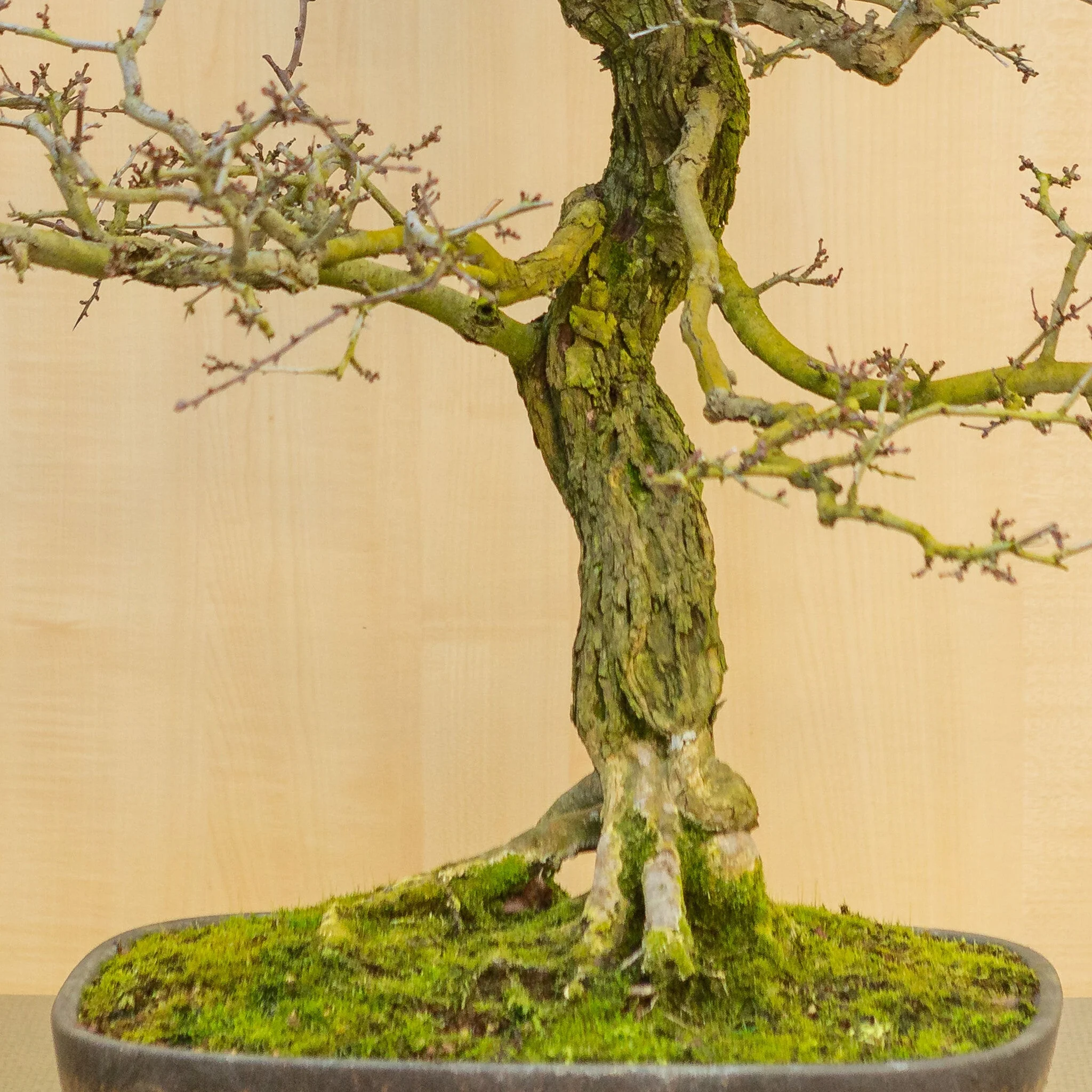 Crataegus cuneata ongeglazuurde pot 38.5 cm, hoogte ~95 cm - Image 3