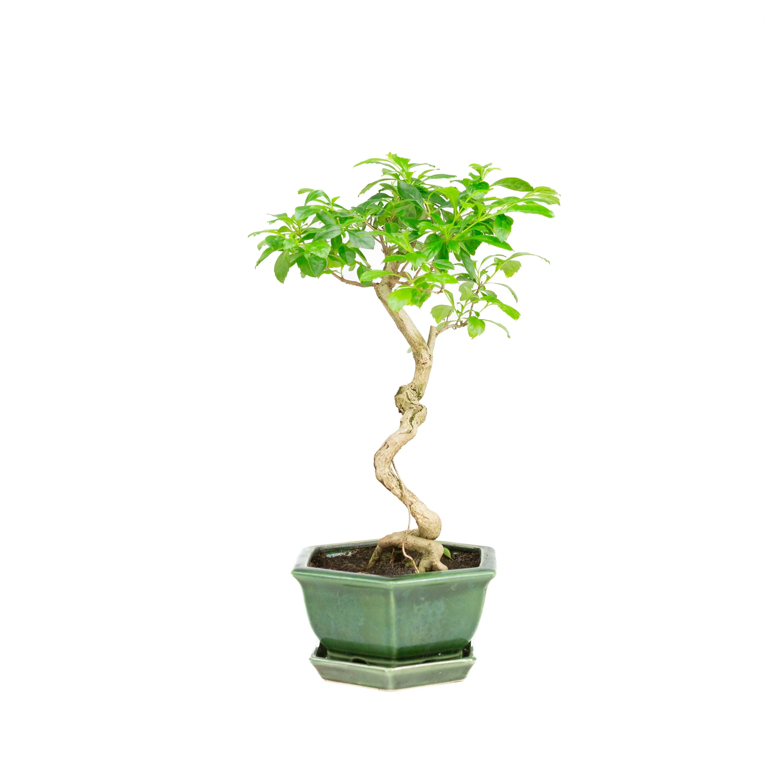 Durantha repens Bonsai in groene pot 18cm, hoogte ~39cm - Image 2