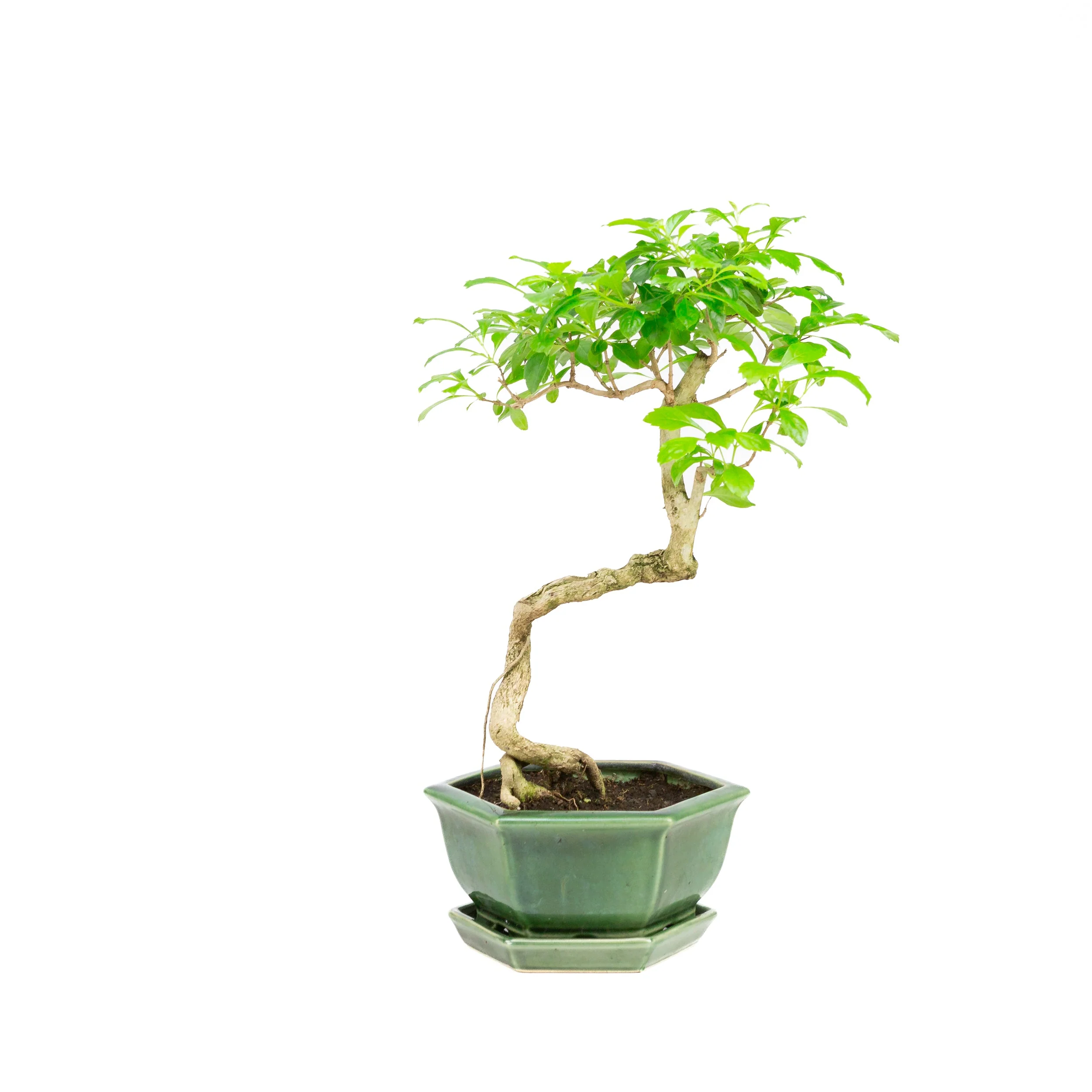 Durantha repens Bonsai in groene pot 18cm, hoogte ~39cm - Image 3