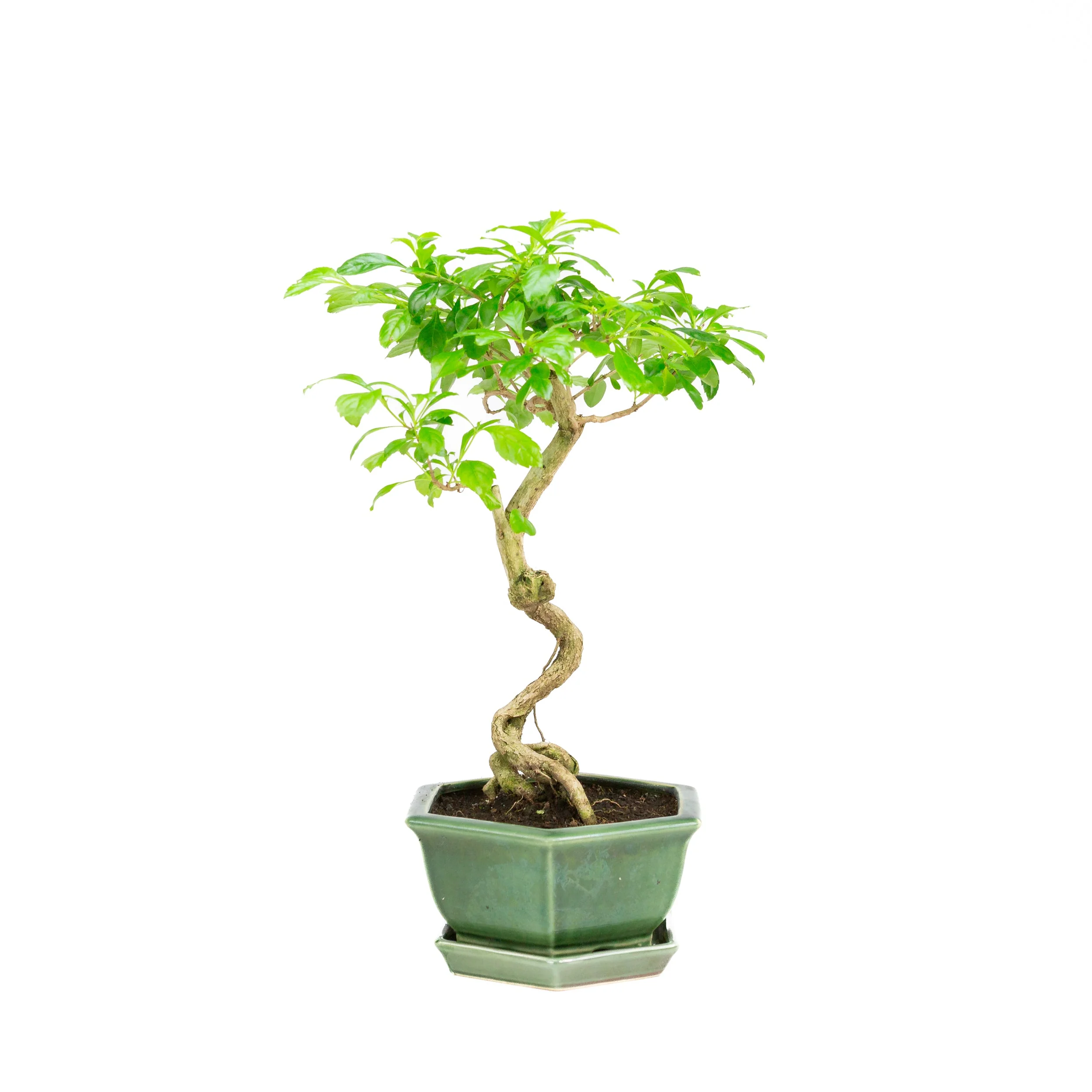 Durantha repens Bonsai in groene pot 18cm, hoogte ~39cm - Image 4
