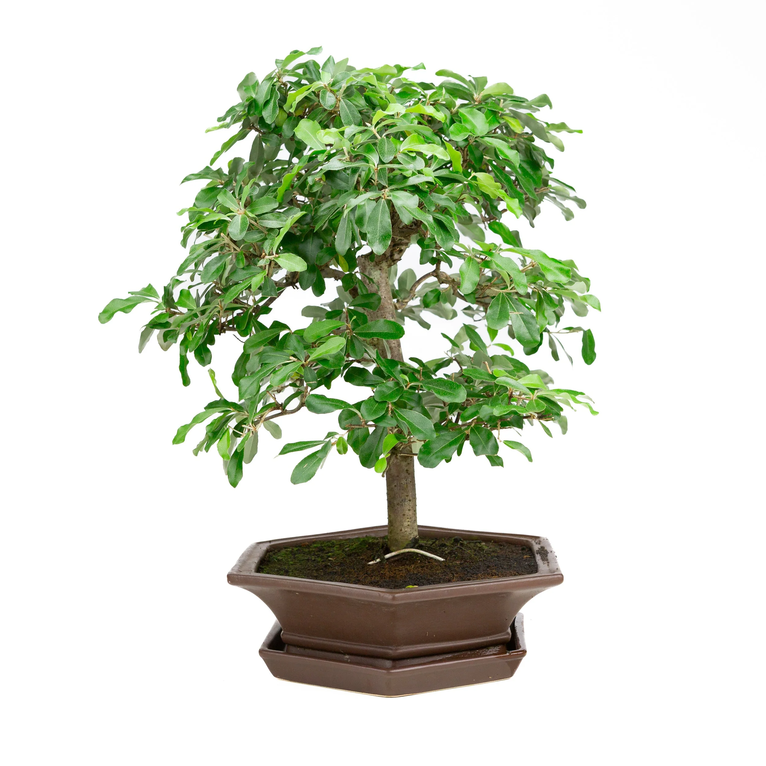 Elaeagnus bruine pot 33cm, hoogte ~ 52cm - Image 2