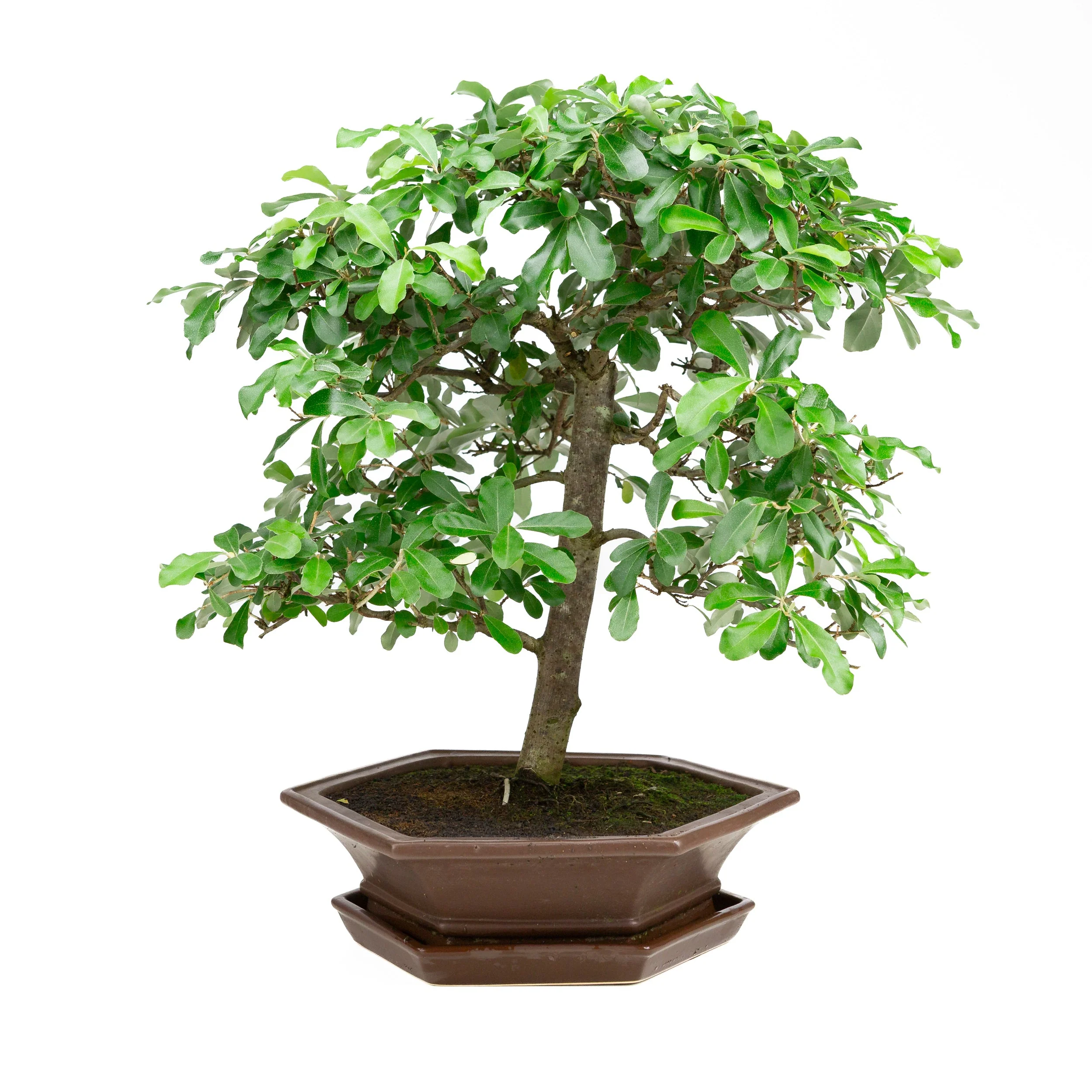 Elaeagnus bruine pot 33cm, hoogte ~ 52cm - Image 3