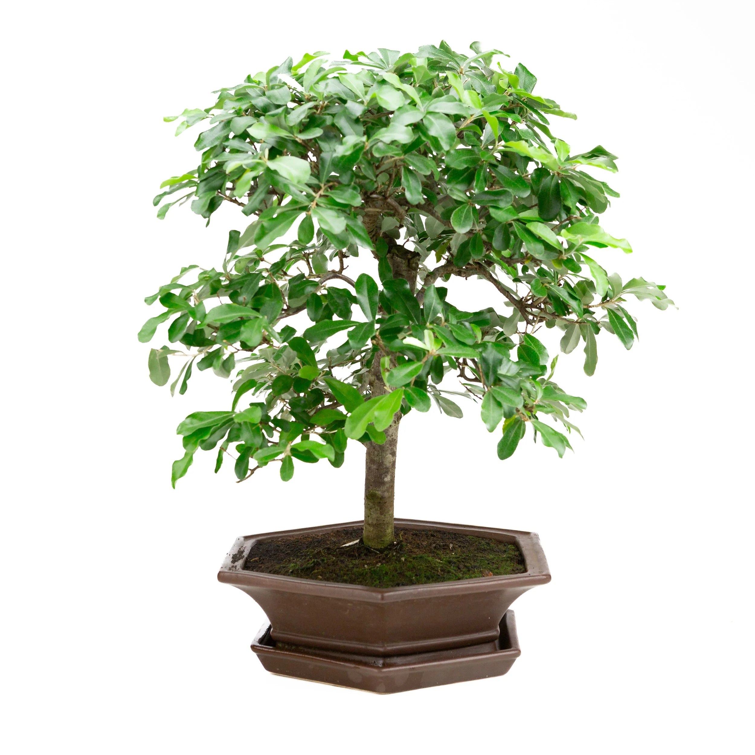 Elaeagnus bruine pot 33cm, hoogte ~ 52cm - Image 4