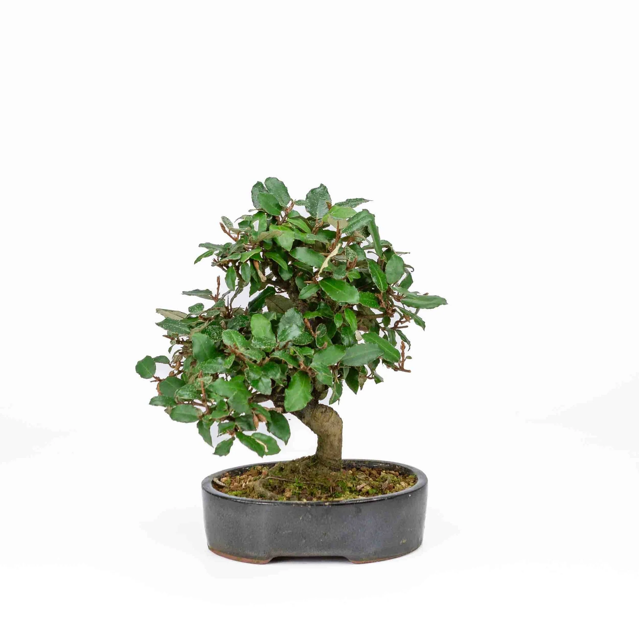 Elaeagnus pungens donker blauwe pot 15cm, hoogte 24cm