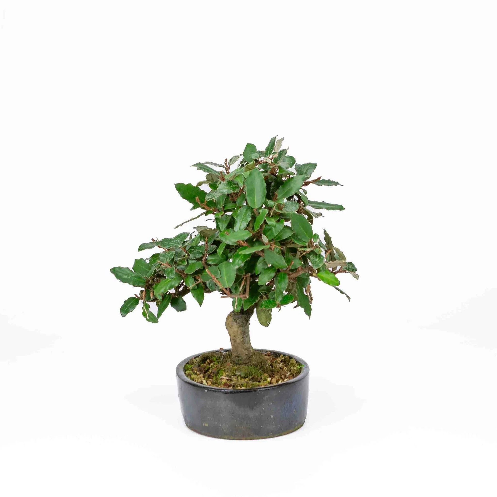 Elaeagnus pungens donker blauwe pot 15cm, hoogte 24cm - Image 2