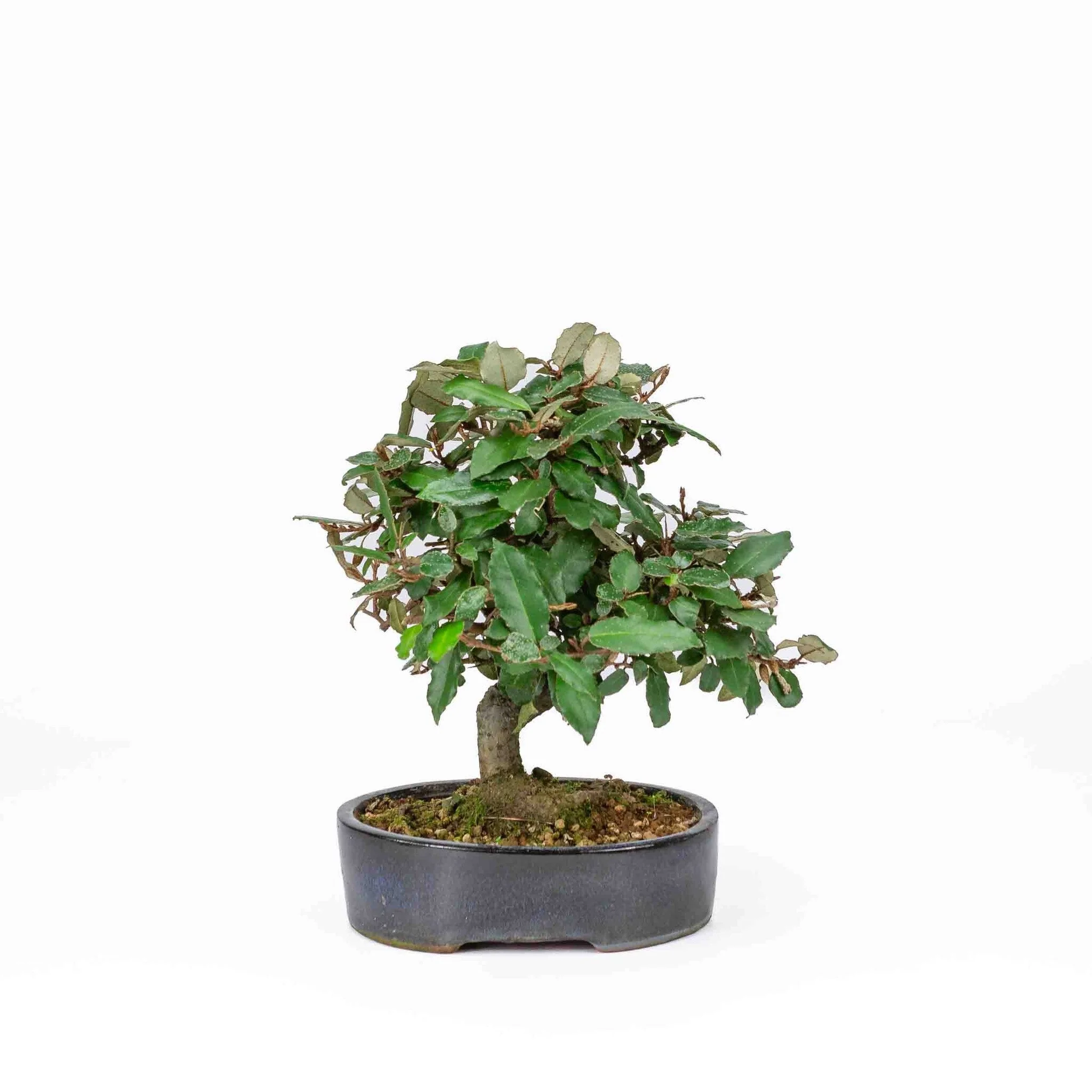 Elaeagnus pungens donker blauwe pot 15cm, hoogte 24cm - Image 3