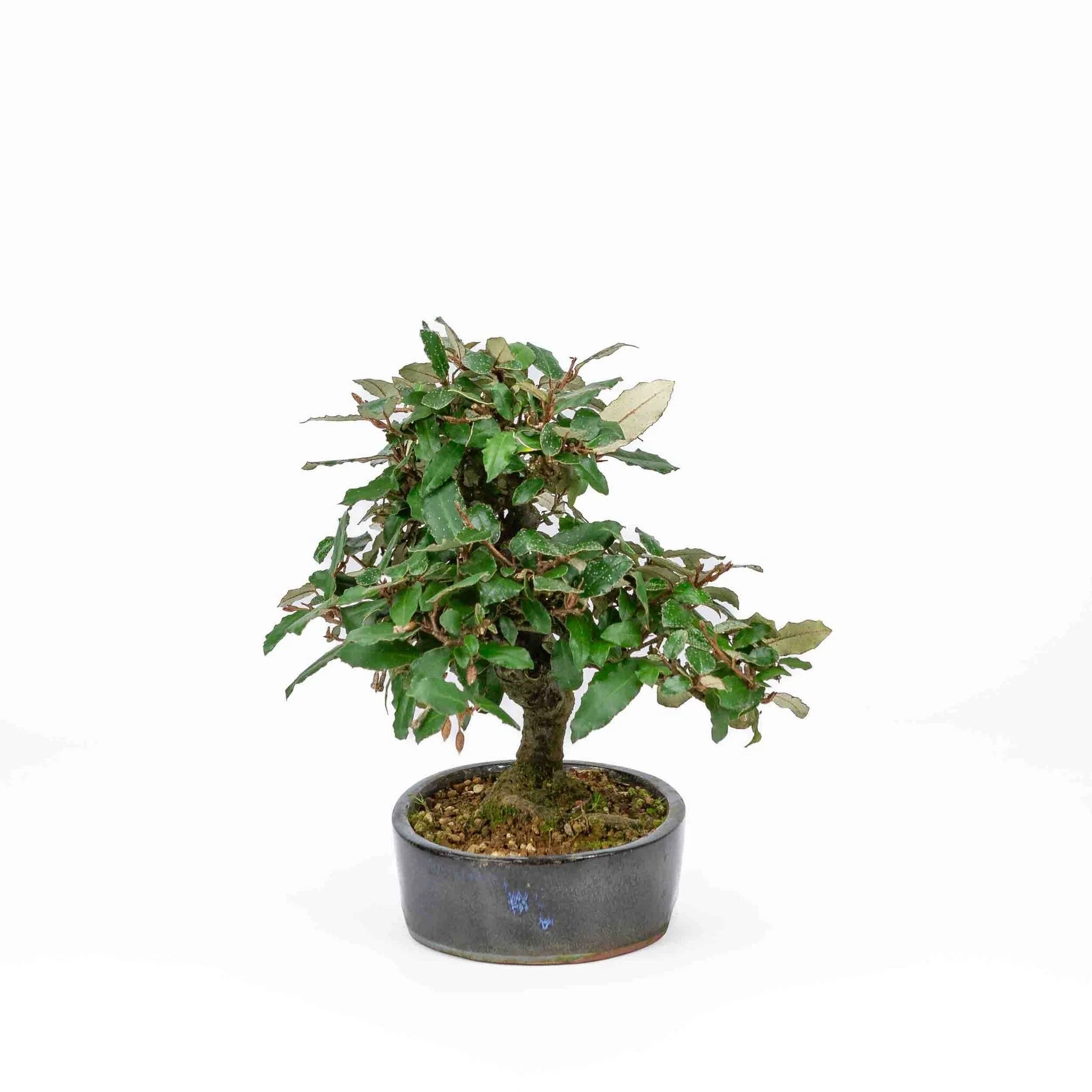 Elaeagnus pungens donker blauwe pot 15cm, hoogte 24cm - Image 4